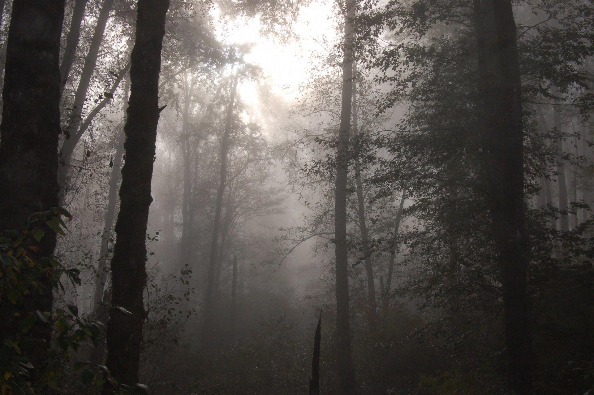 Foggy Forest Wallpapers