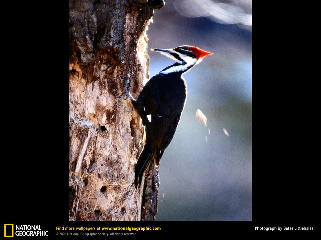 Woodpecker Wallpapers