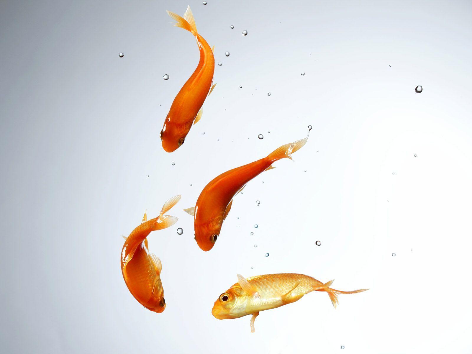 Goldfish Wallpapers 13