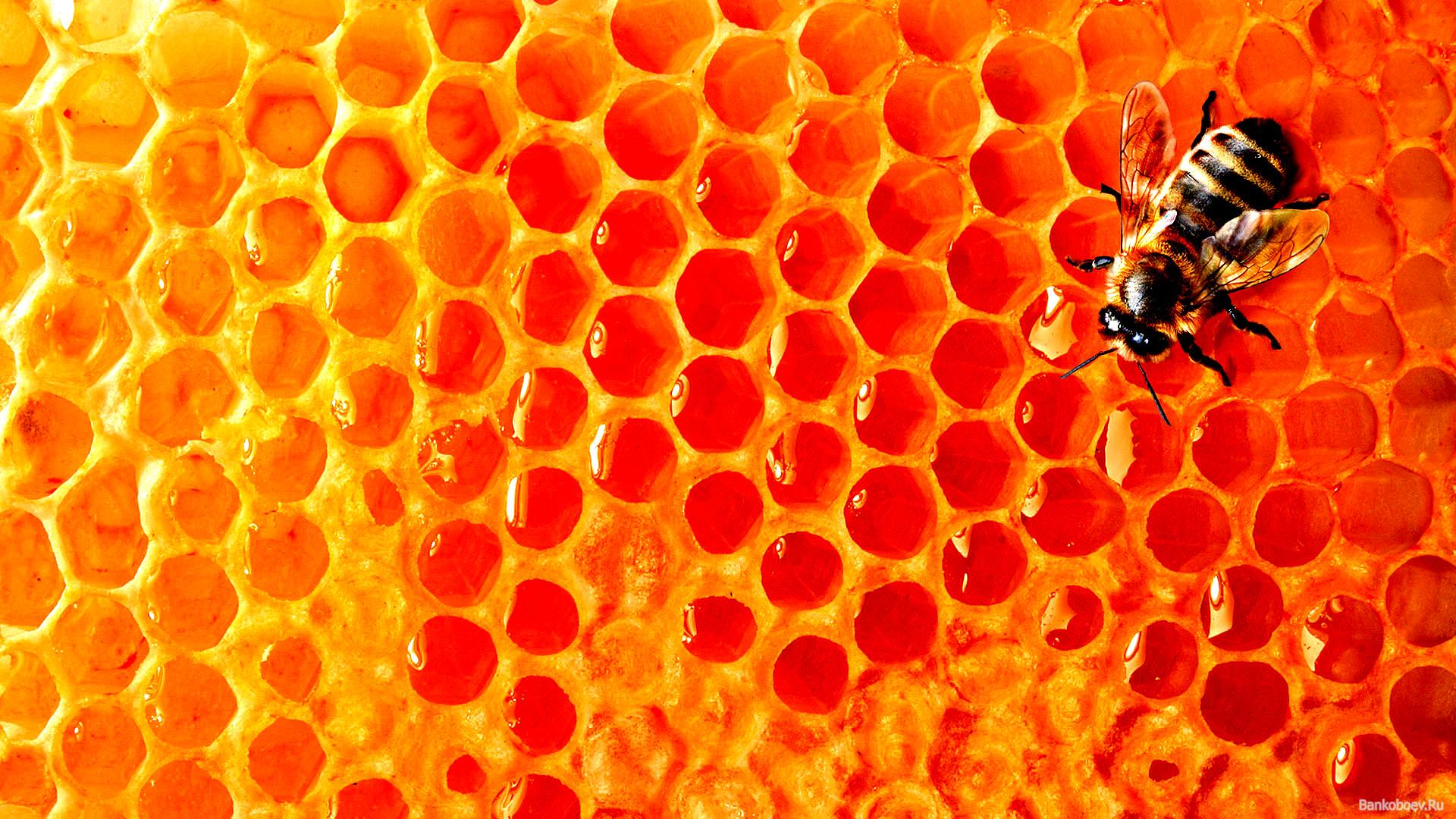 Bee Wallpapers 12