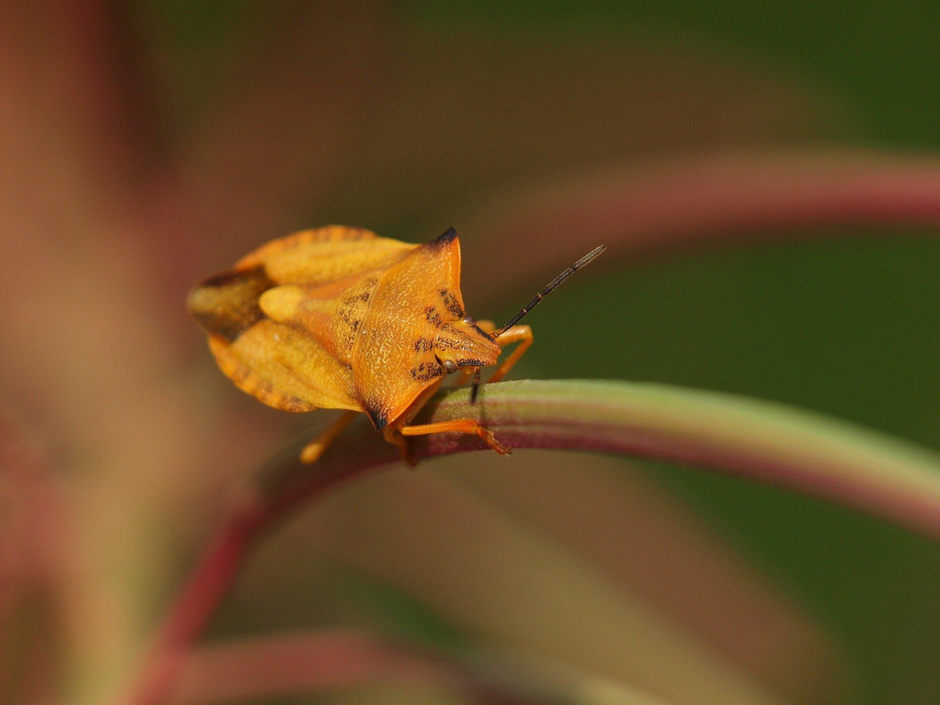 Carpocoris fuscispinus, shield bug HD Wallpapers