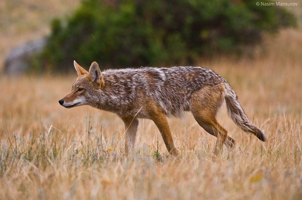 My Backgrounds Blog: coyote wallpapers