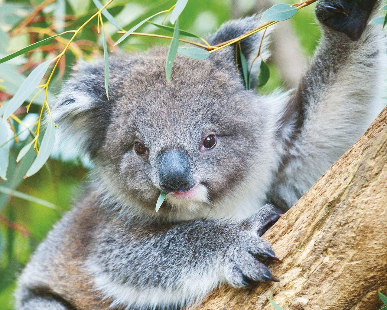 Koala