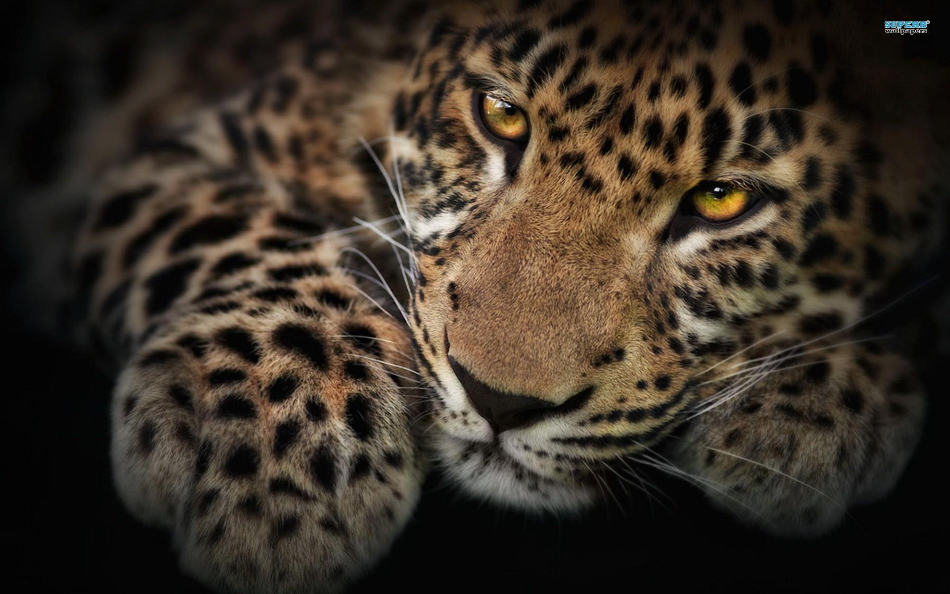 68+] Wallpapers Leopard