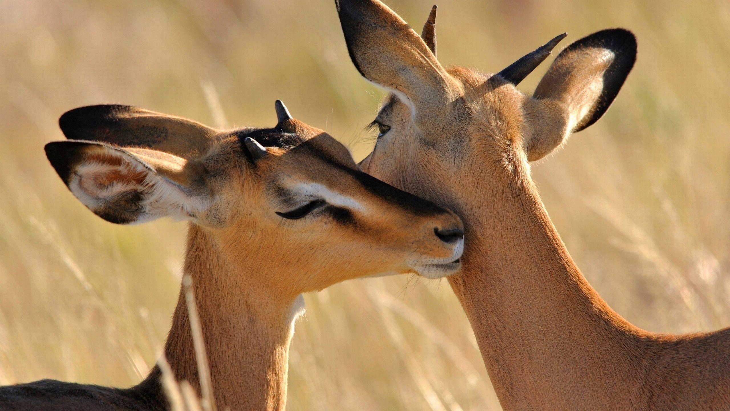 Antelope Wallpapers ,