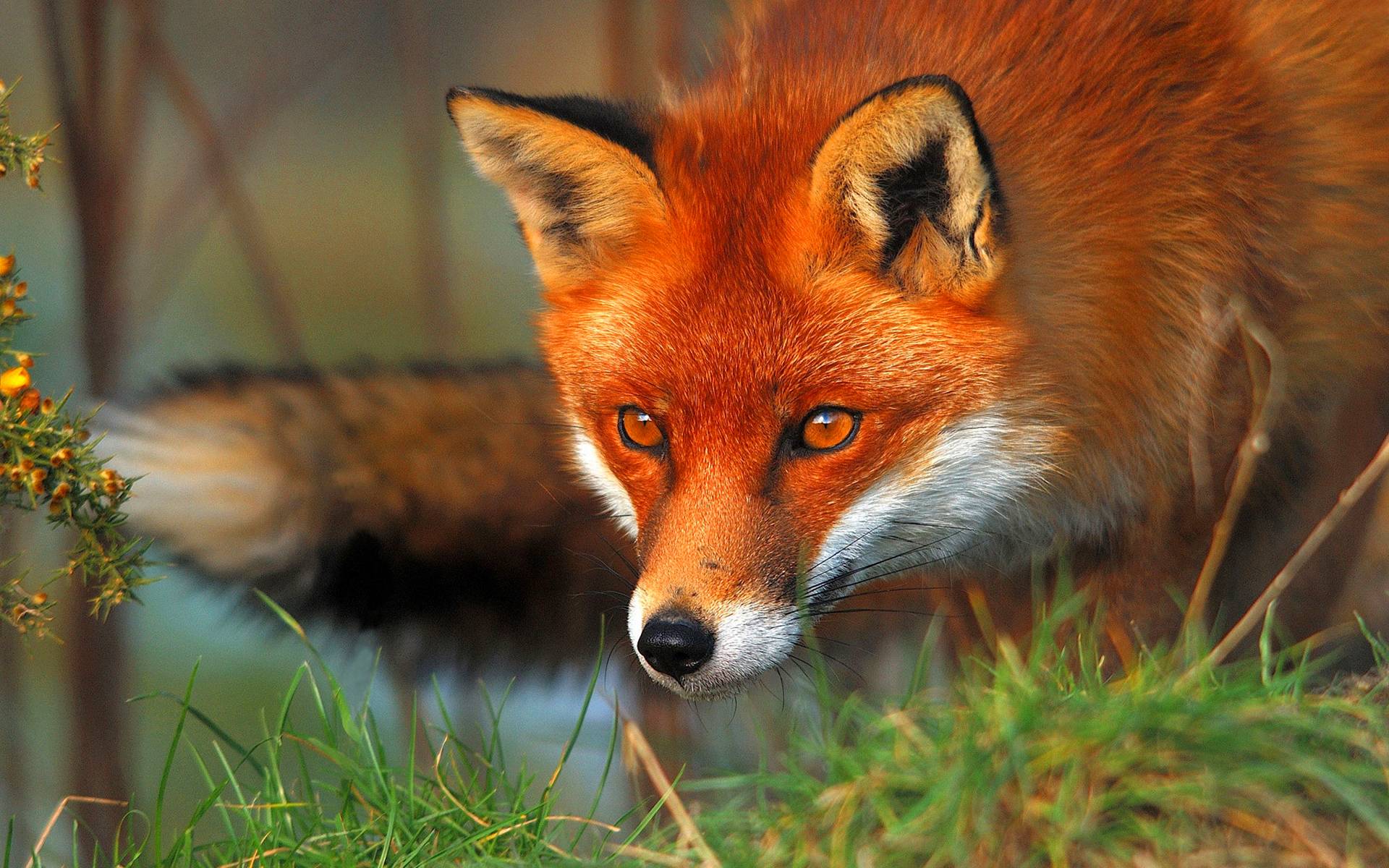 Red fox eyes Wallpapers