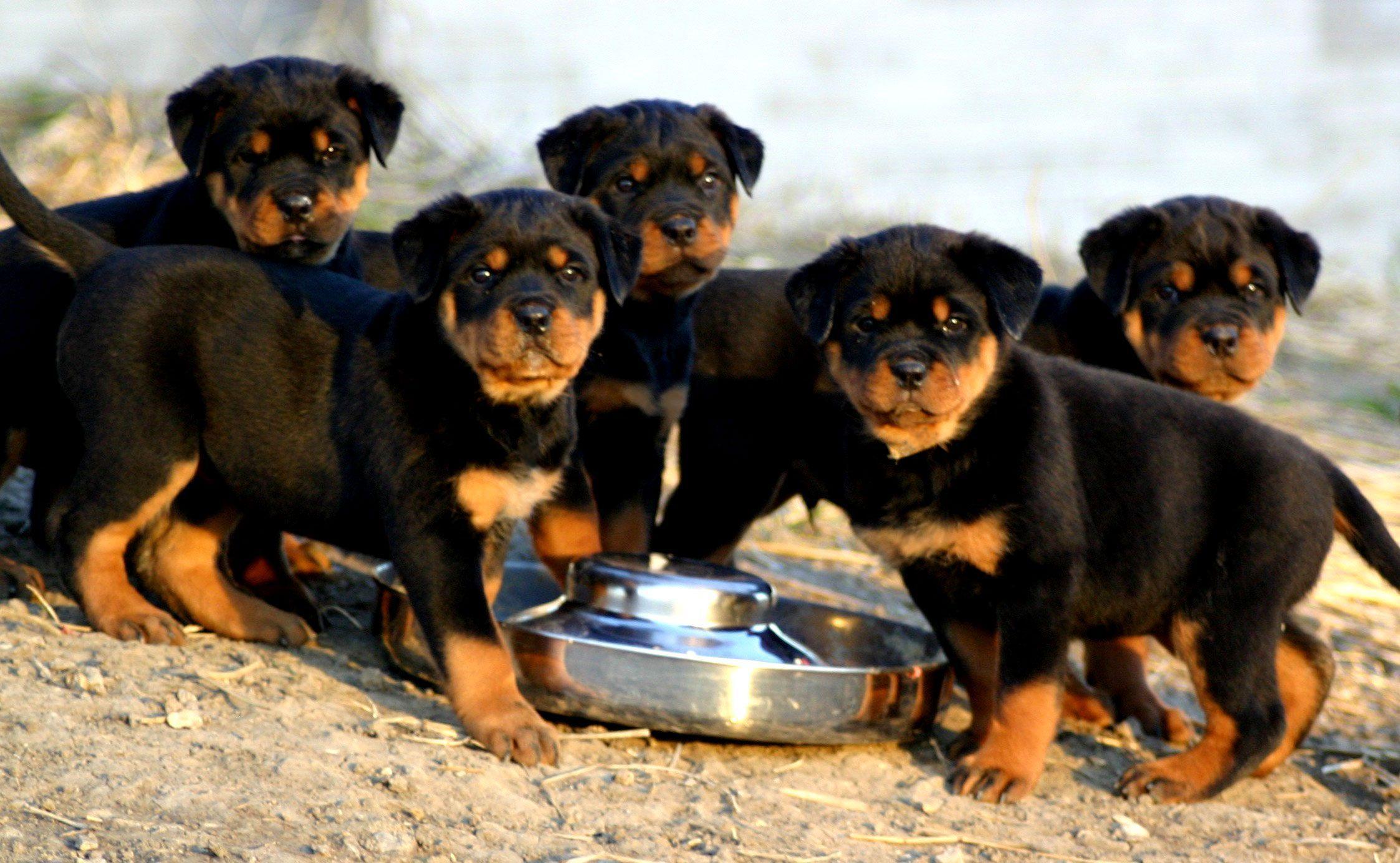 Rottweiler Hd Backgrounds Wallpapers 36 HD Wallpapers