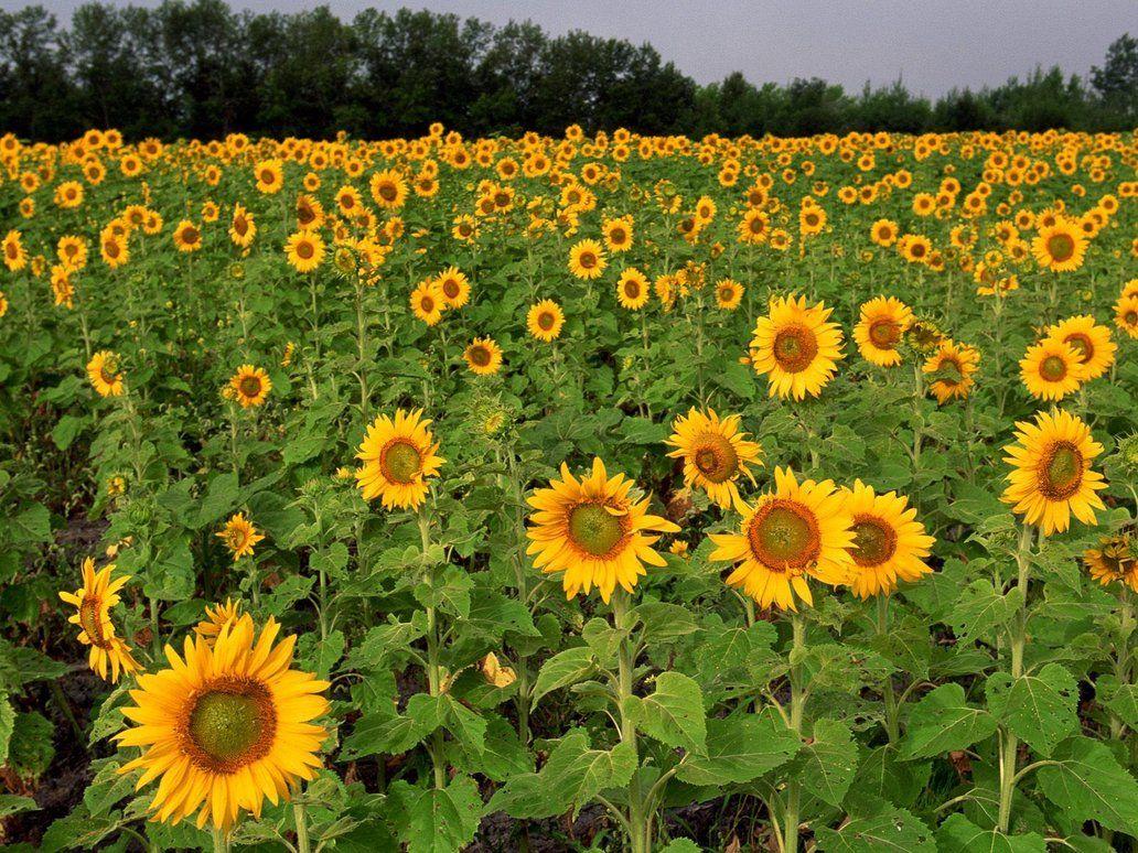 Field of Sunflowers, North Dakota Wallpapers by sosyalinsan