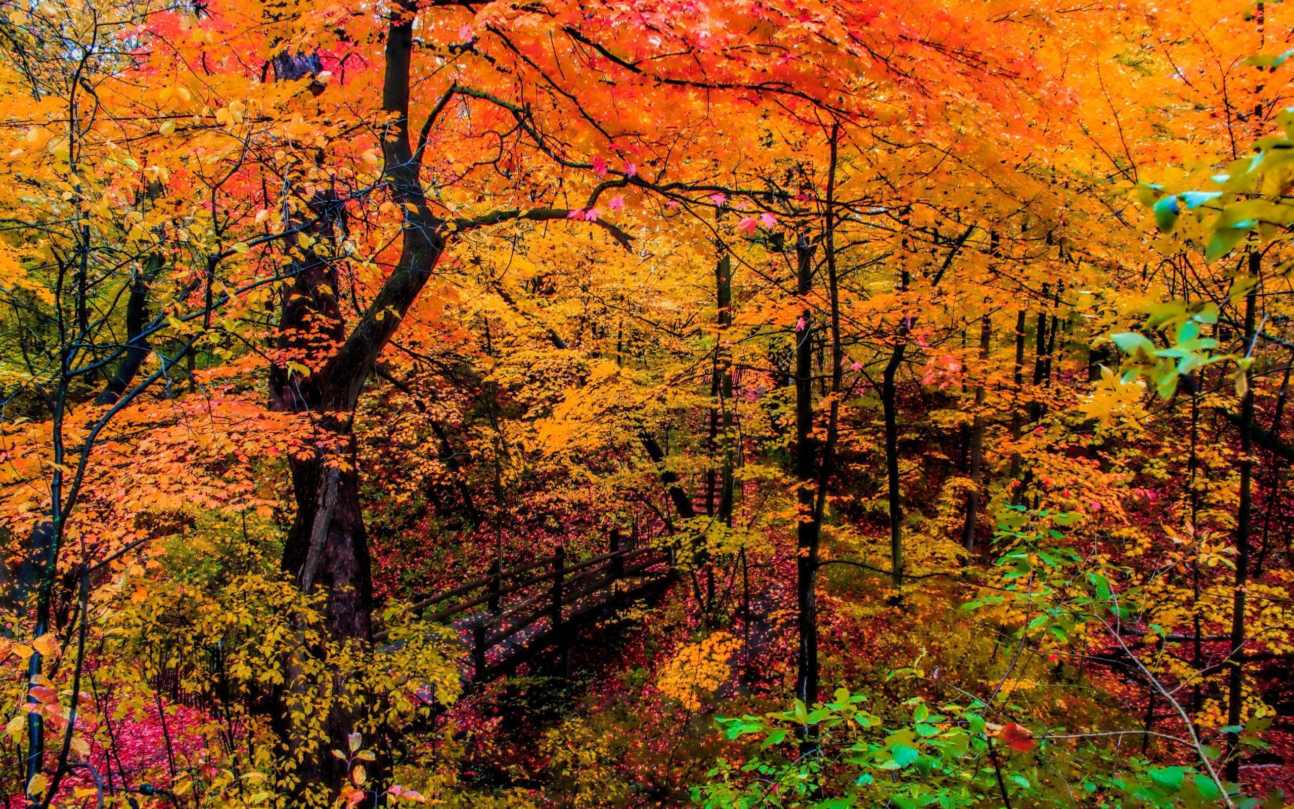 Beautiful Fall Colors at Grant Park, South Milwaukee, Wisconsin