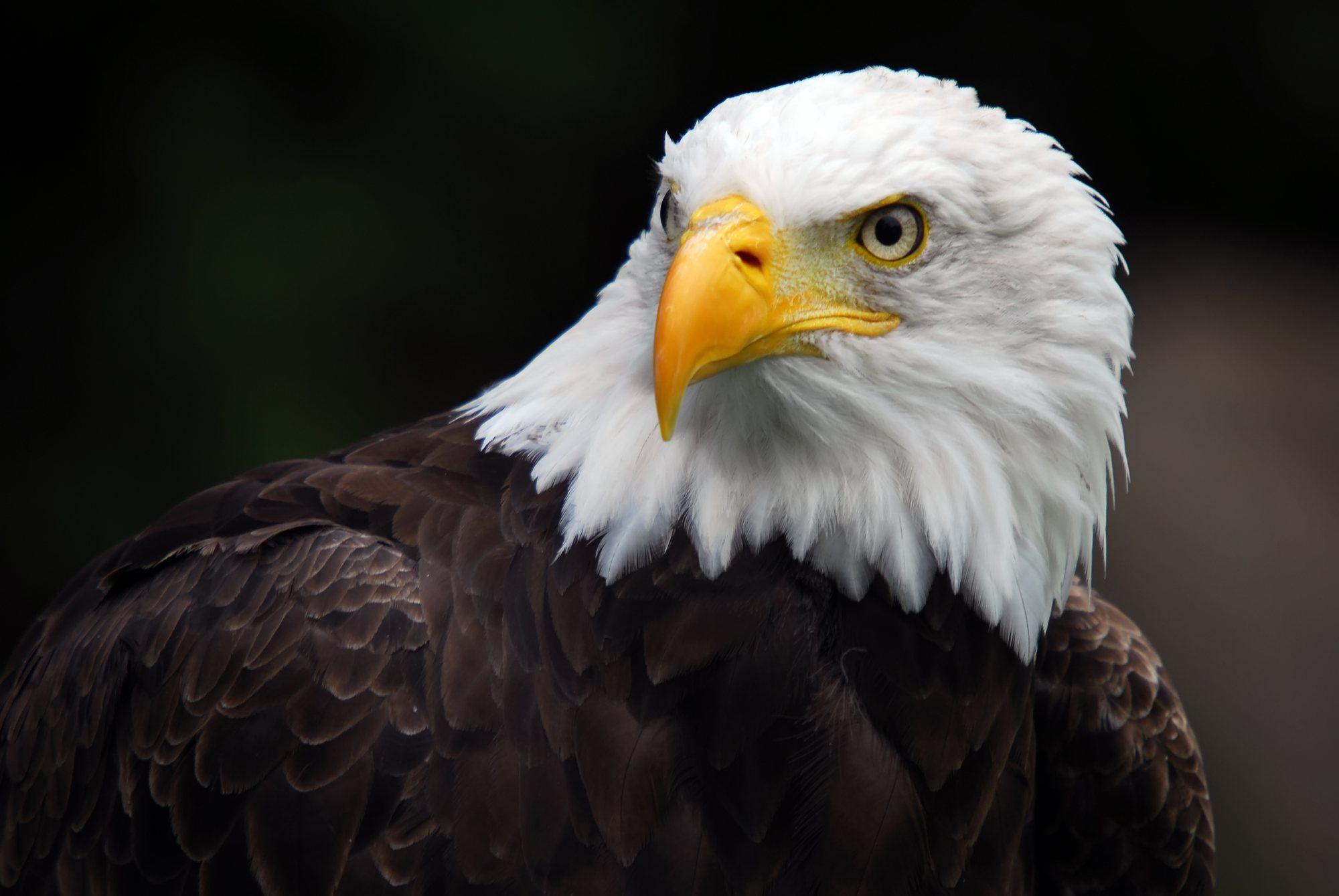 Wallpapers For > 3d Wallpapers Hd Eagle