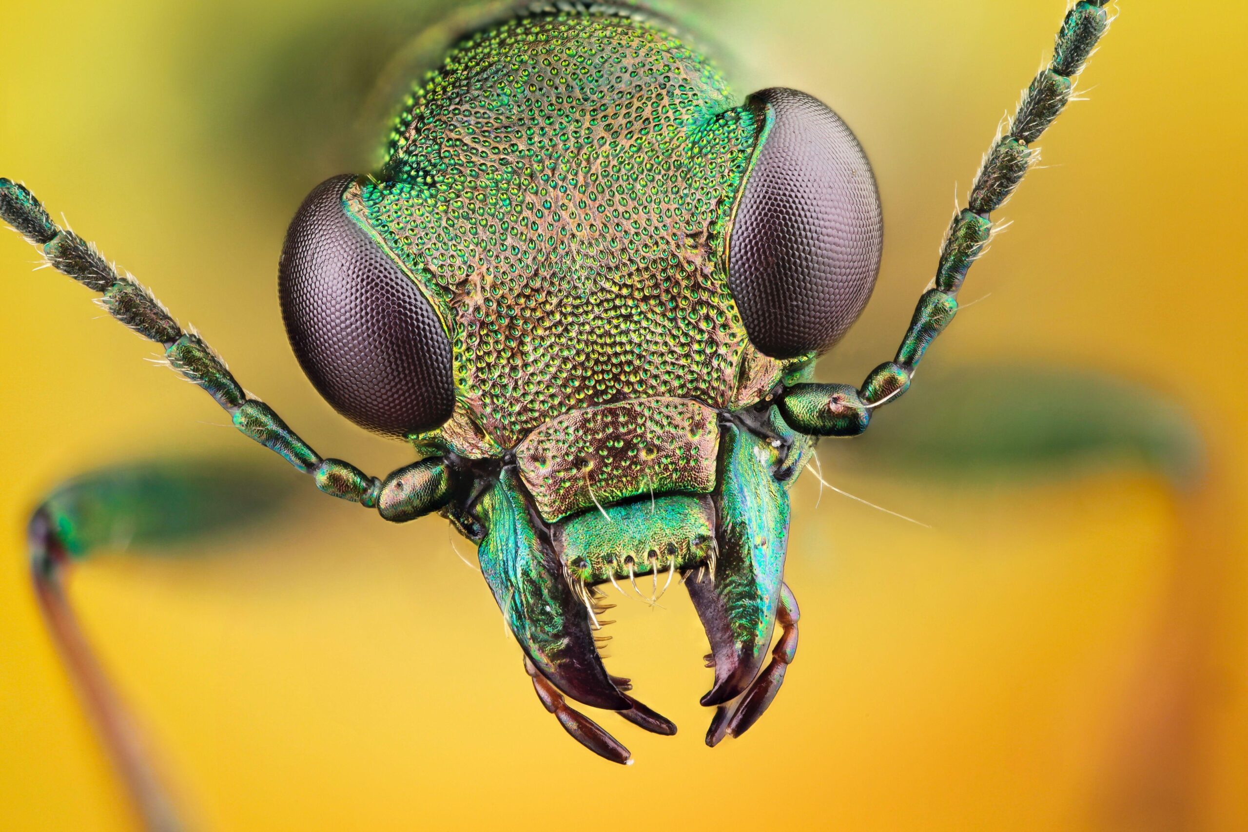 479 Insect HD Wallpapers