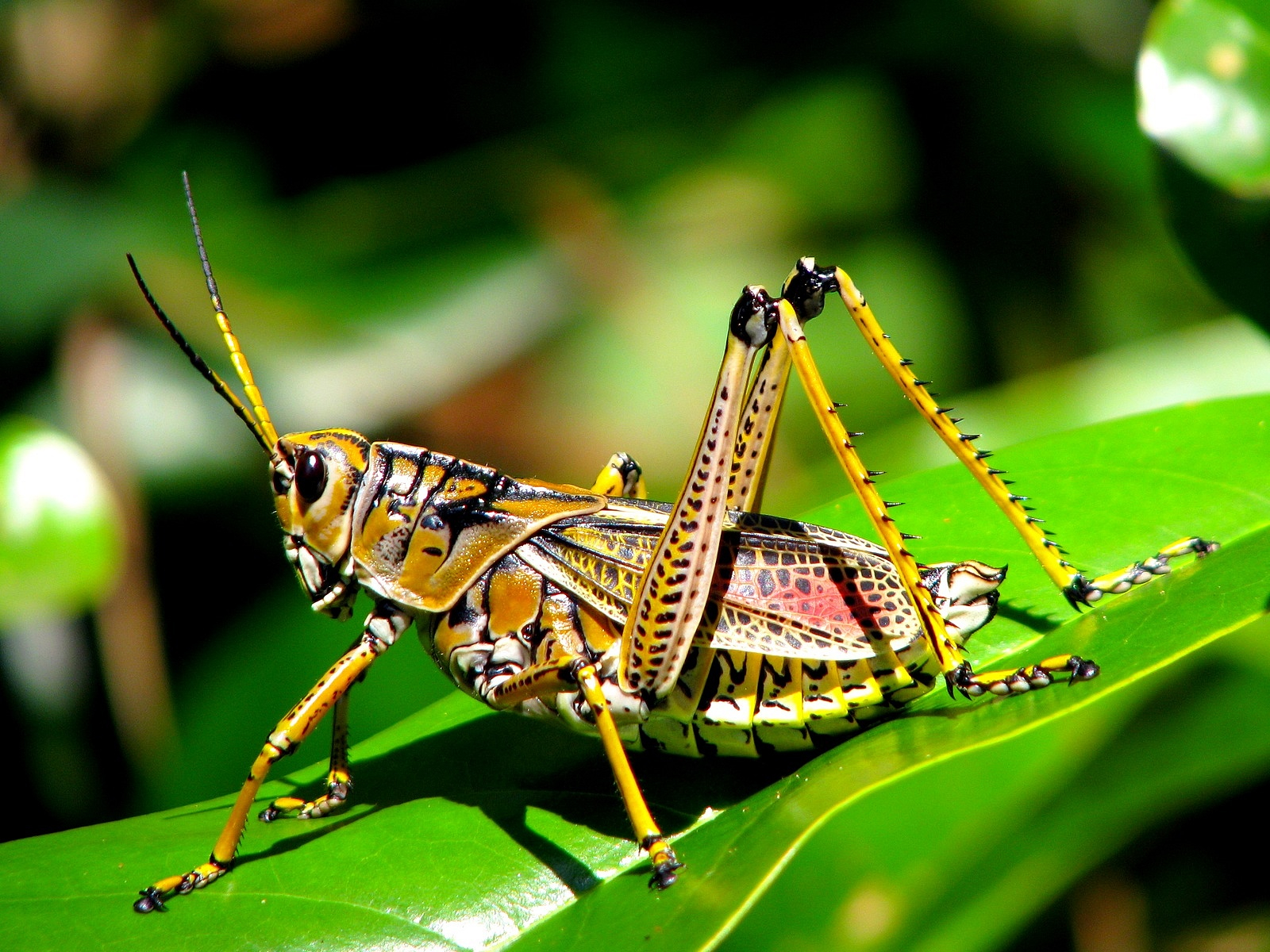 Grasshopper wallpapers, Animal, HQ Grasshopper pictures