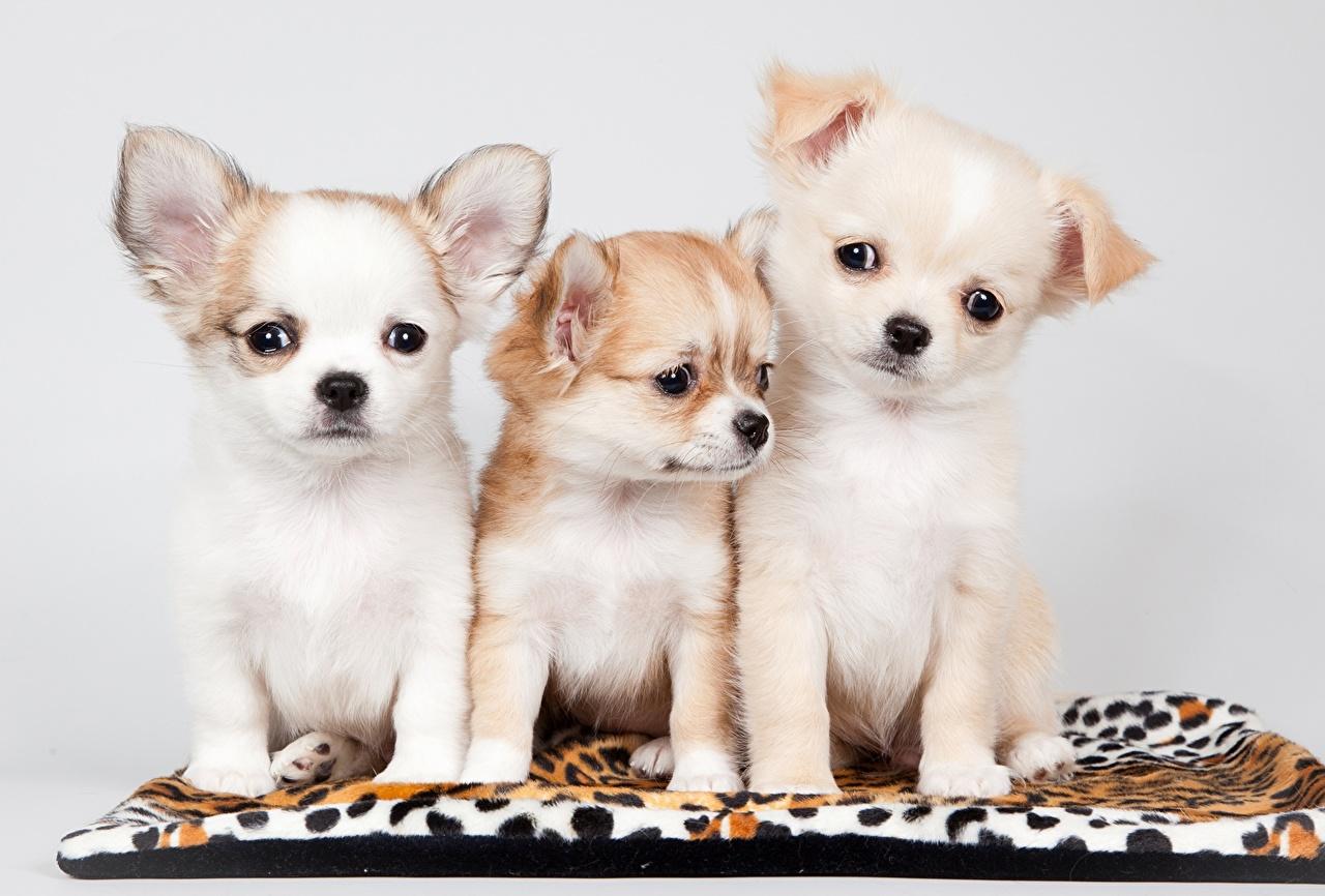 Wallpapers Puppy Chihuahua Dogs Three 3 Animals