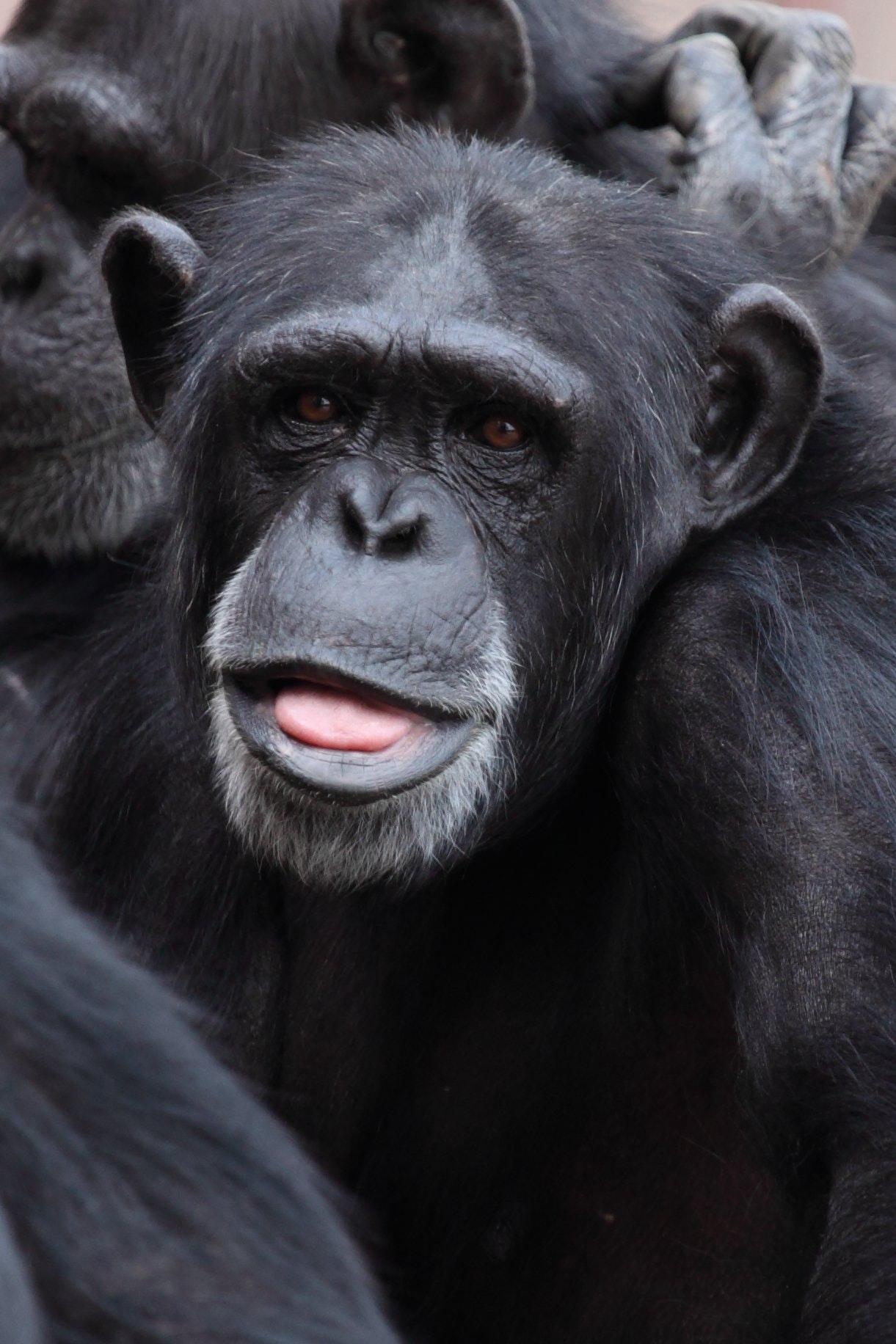 Black Chimpanzee · Free Stock Photo