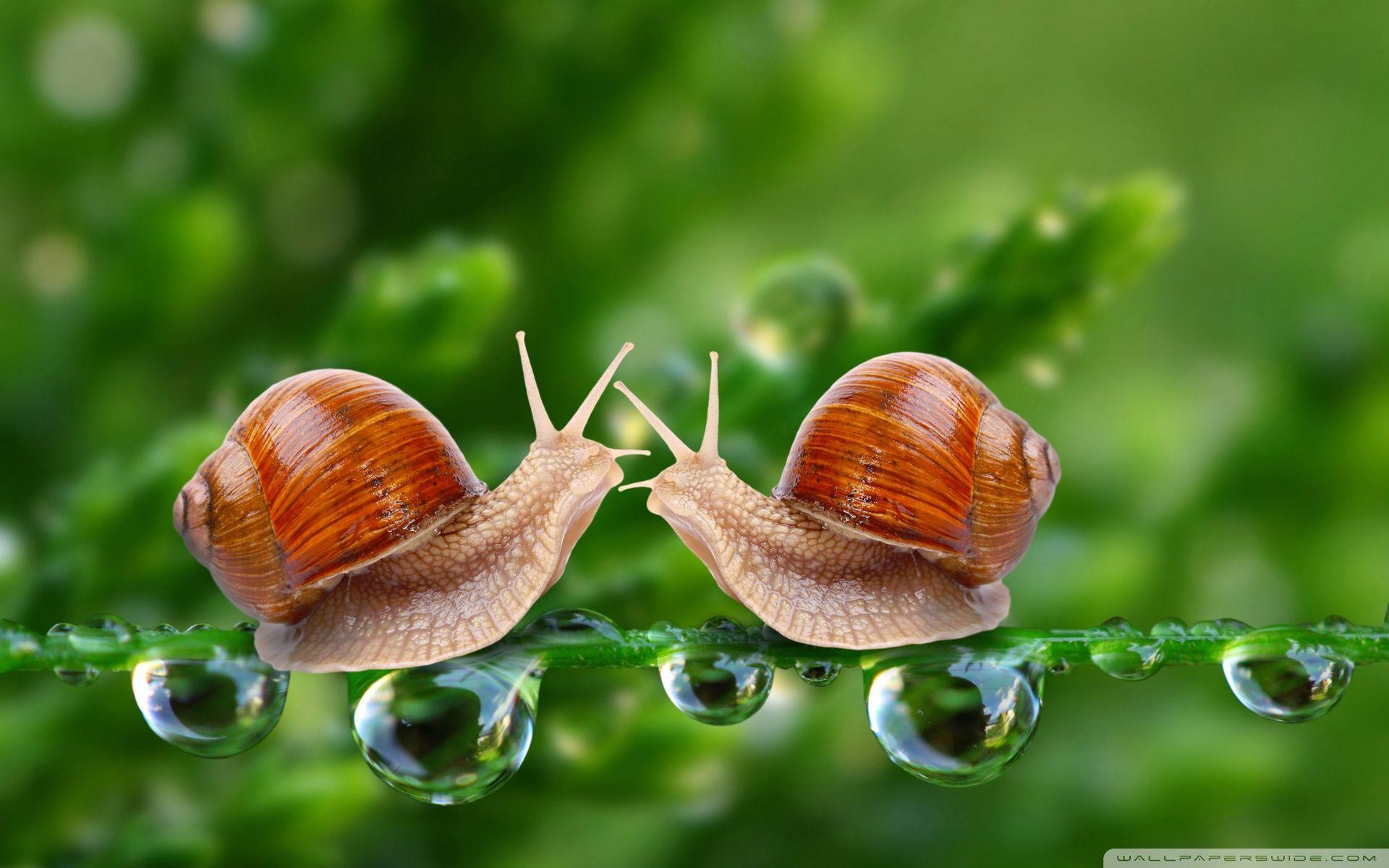 Snails