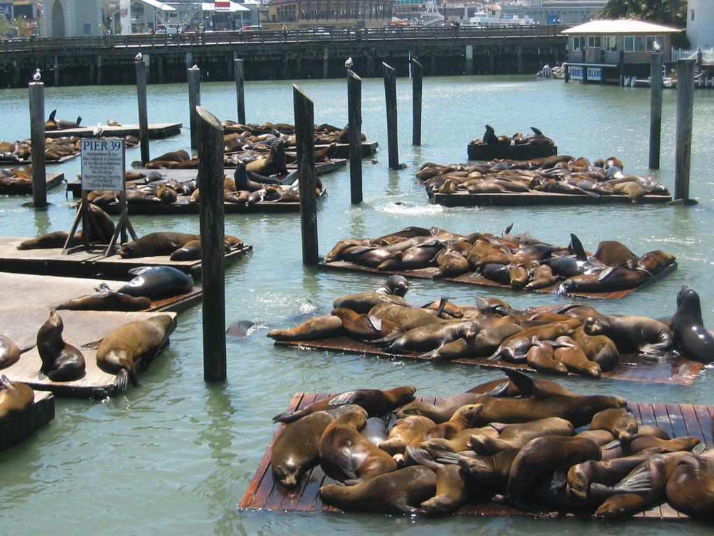 Free Pier 39 and Fisherman’s Wharf Pictures and Stock Photos