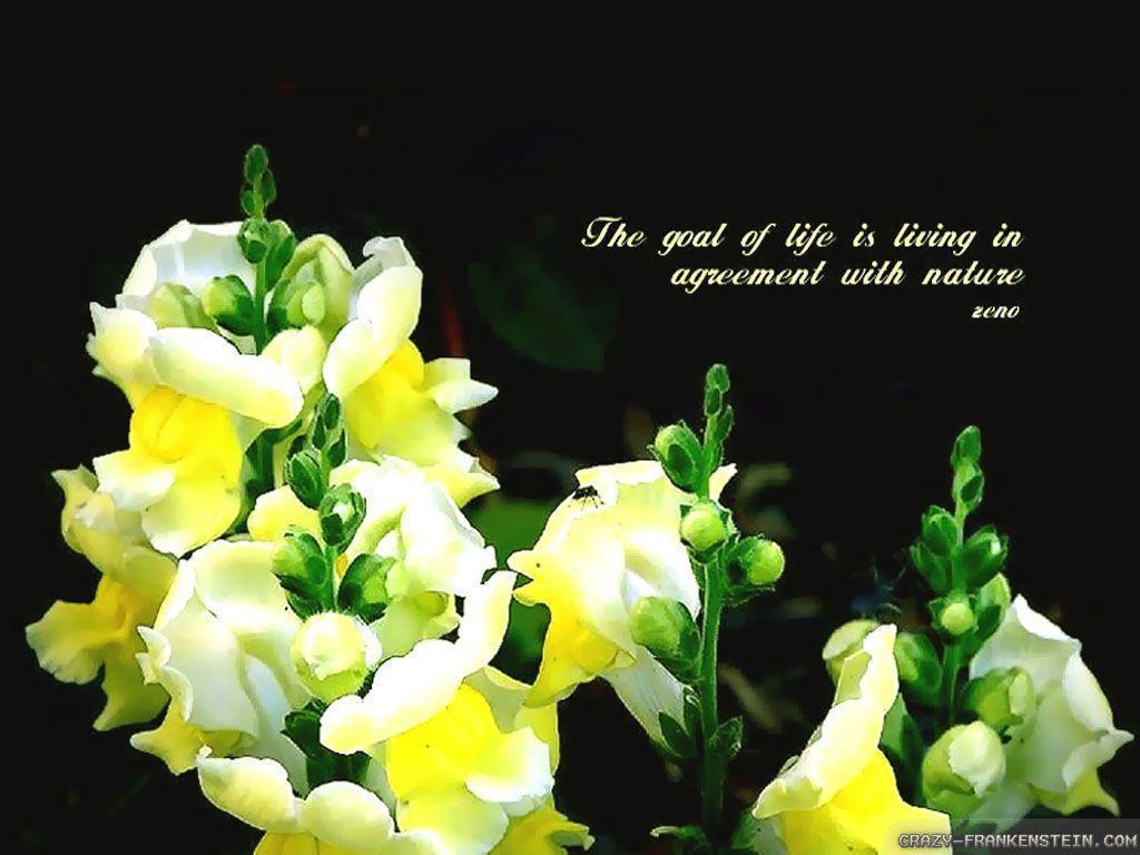 beautiful quotes easter sunday wallpapers 1024×768 beautiful quote