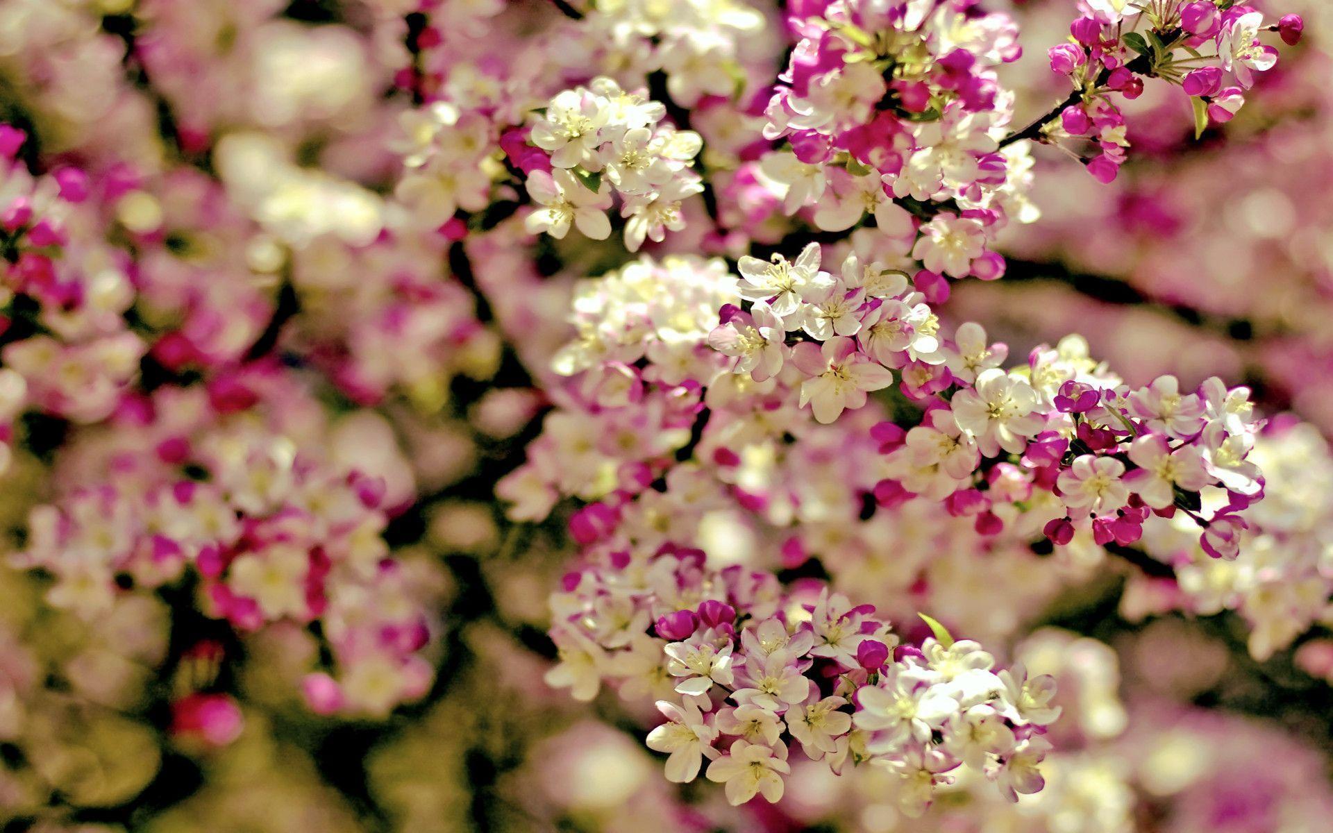 Sakura flower backgrounds Japanese image download