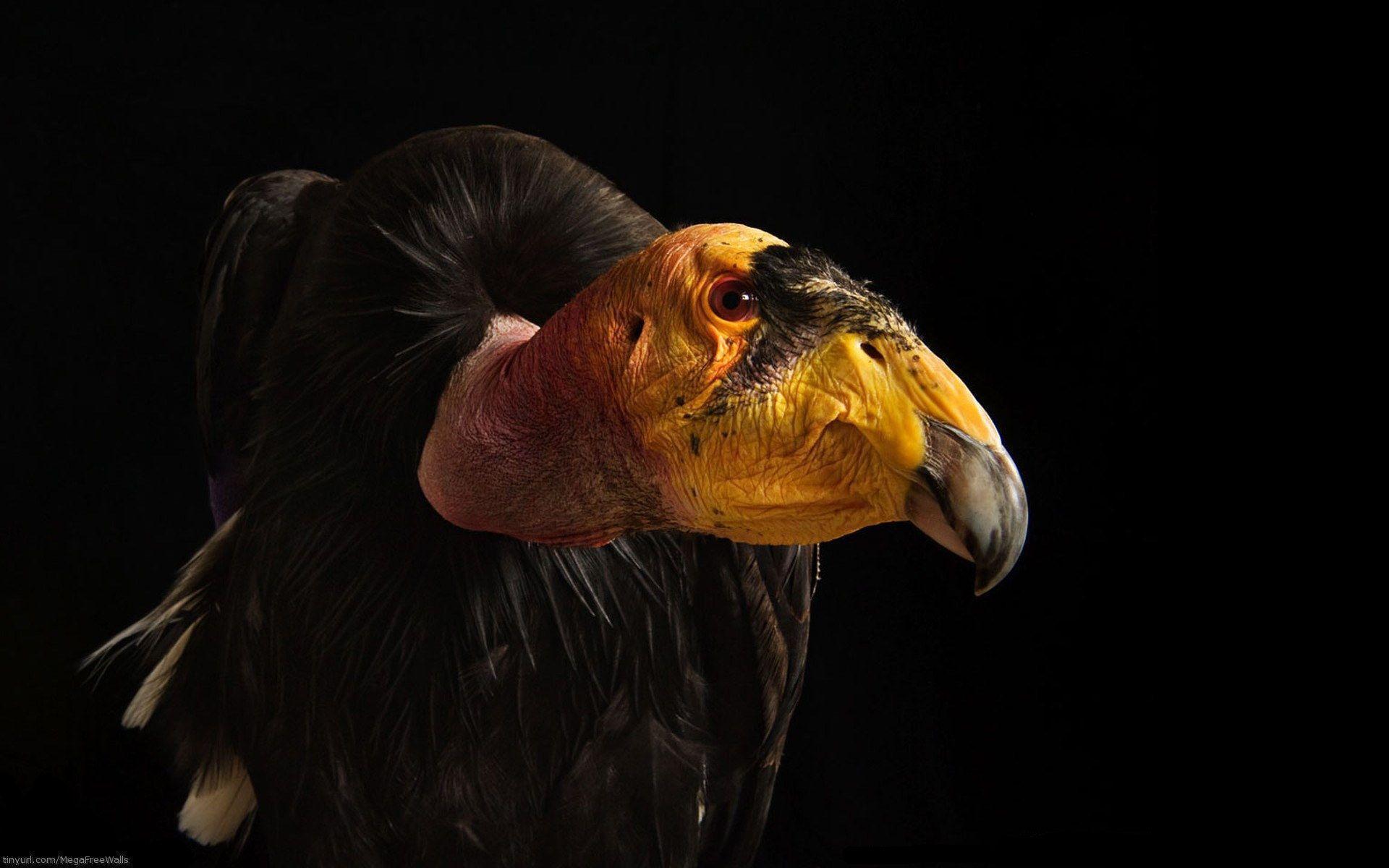 Vulture Computer Wallpapers, Desktop Backgrounds Id: 278028