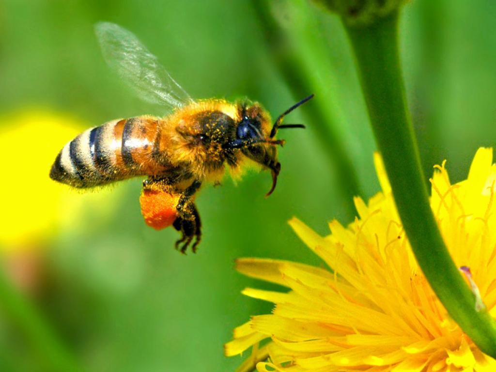 Honey Bee Wallpapers 9