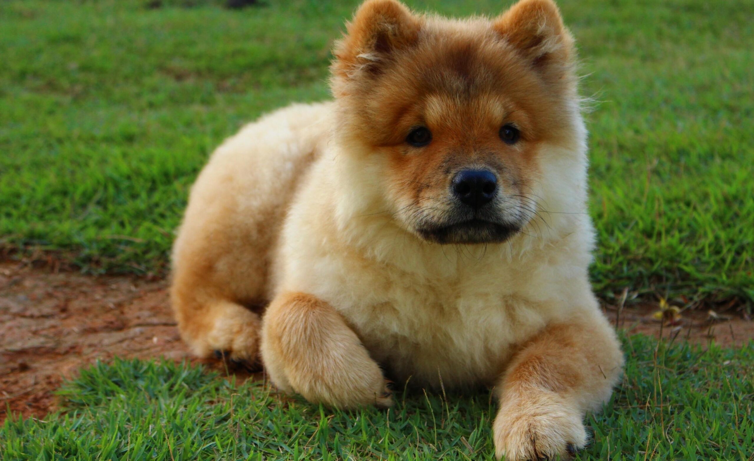 Download Puppy, Sitting, Grass, Chow Chow, Fluffy, Dogs