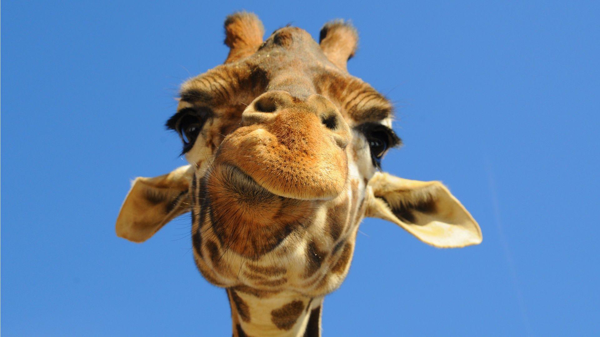 Disapproving Giraffe Wallpapers