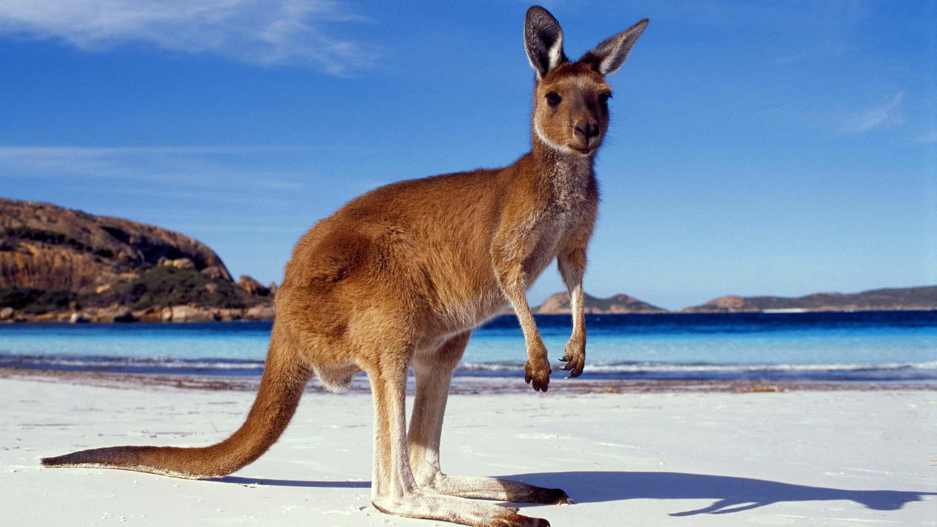 31+] Kangaroo Wallpapers