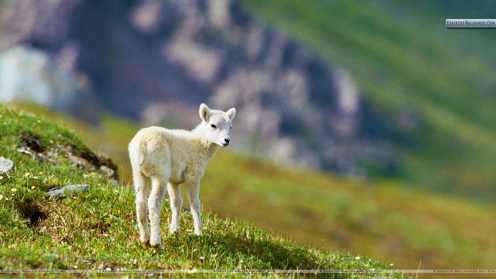 Sheep image Sheep HD wallpapers and backgrounds photos