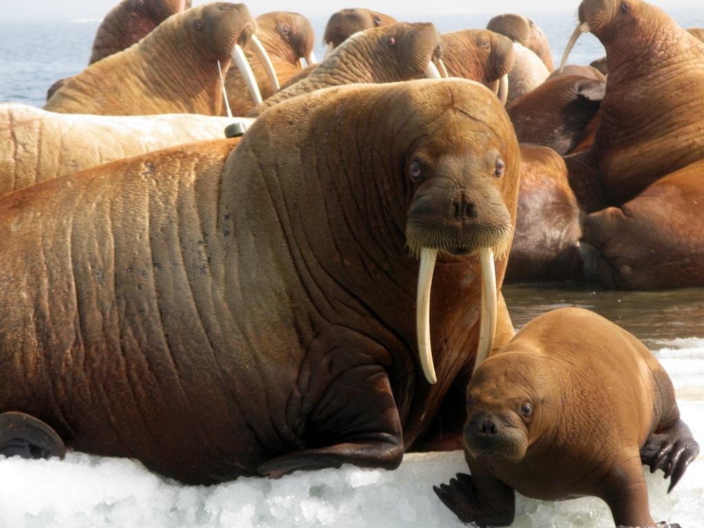 QQ Wallpapers: Animal Walrus Wallpapers