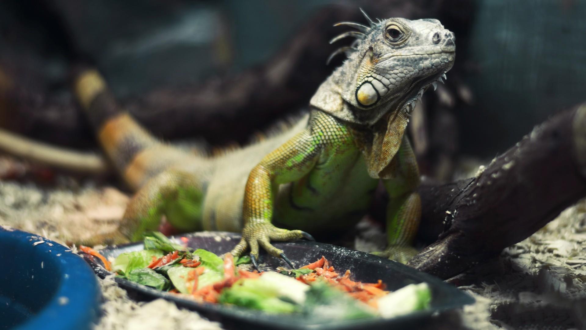 green, reptiles, iguana :: Wallpapers