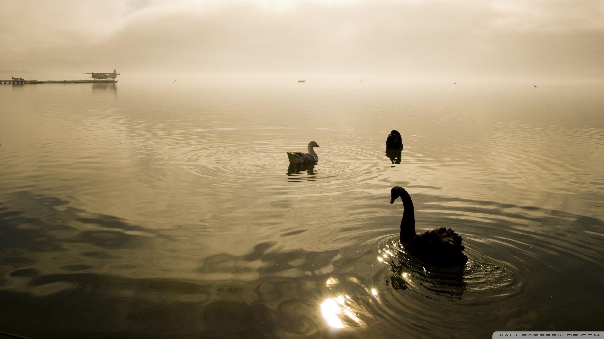 Two Swans And A Goose HD desktop wallpapers : High Definition