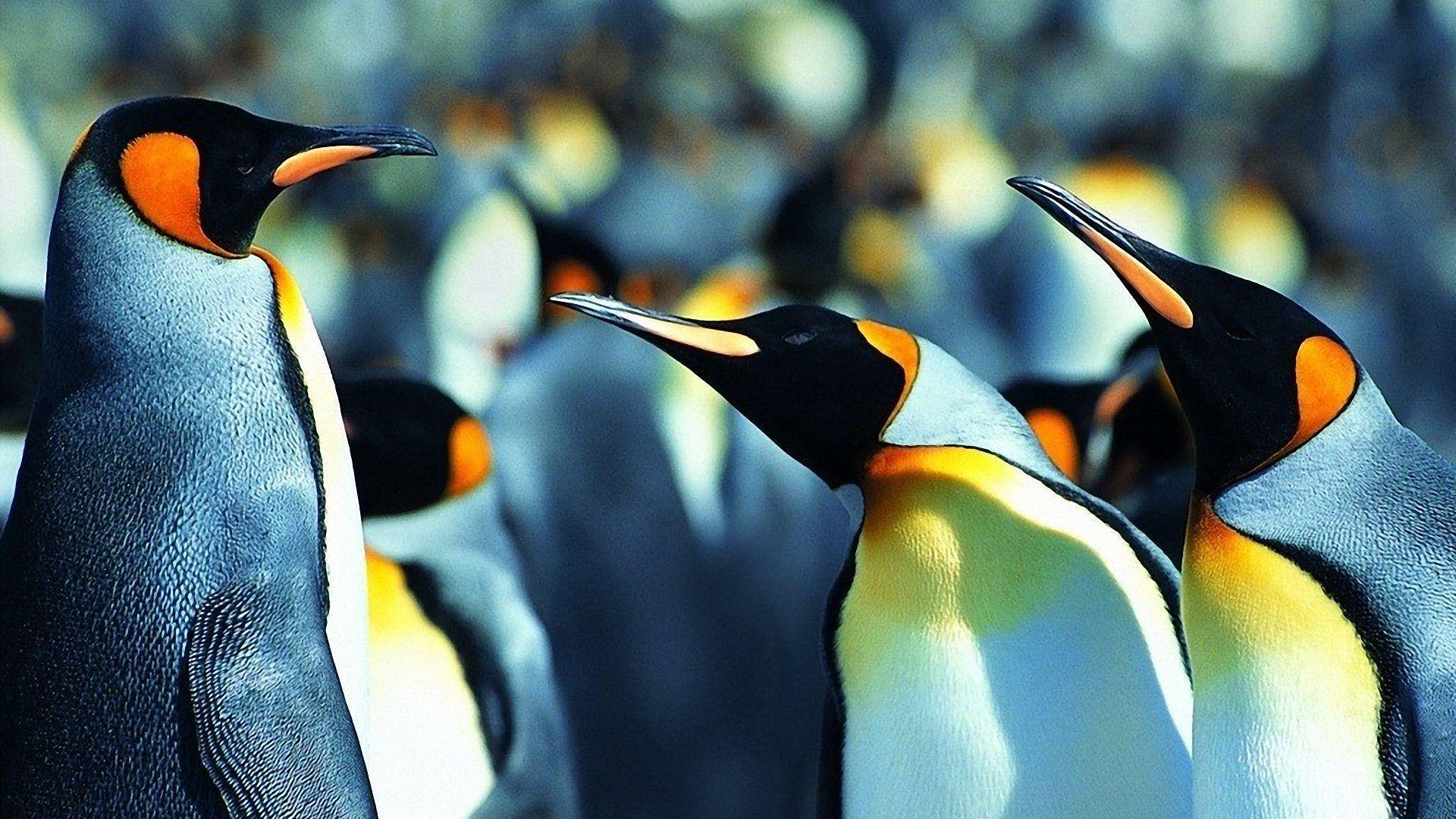 Penguin Wallpapers