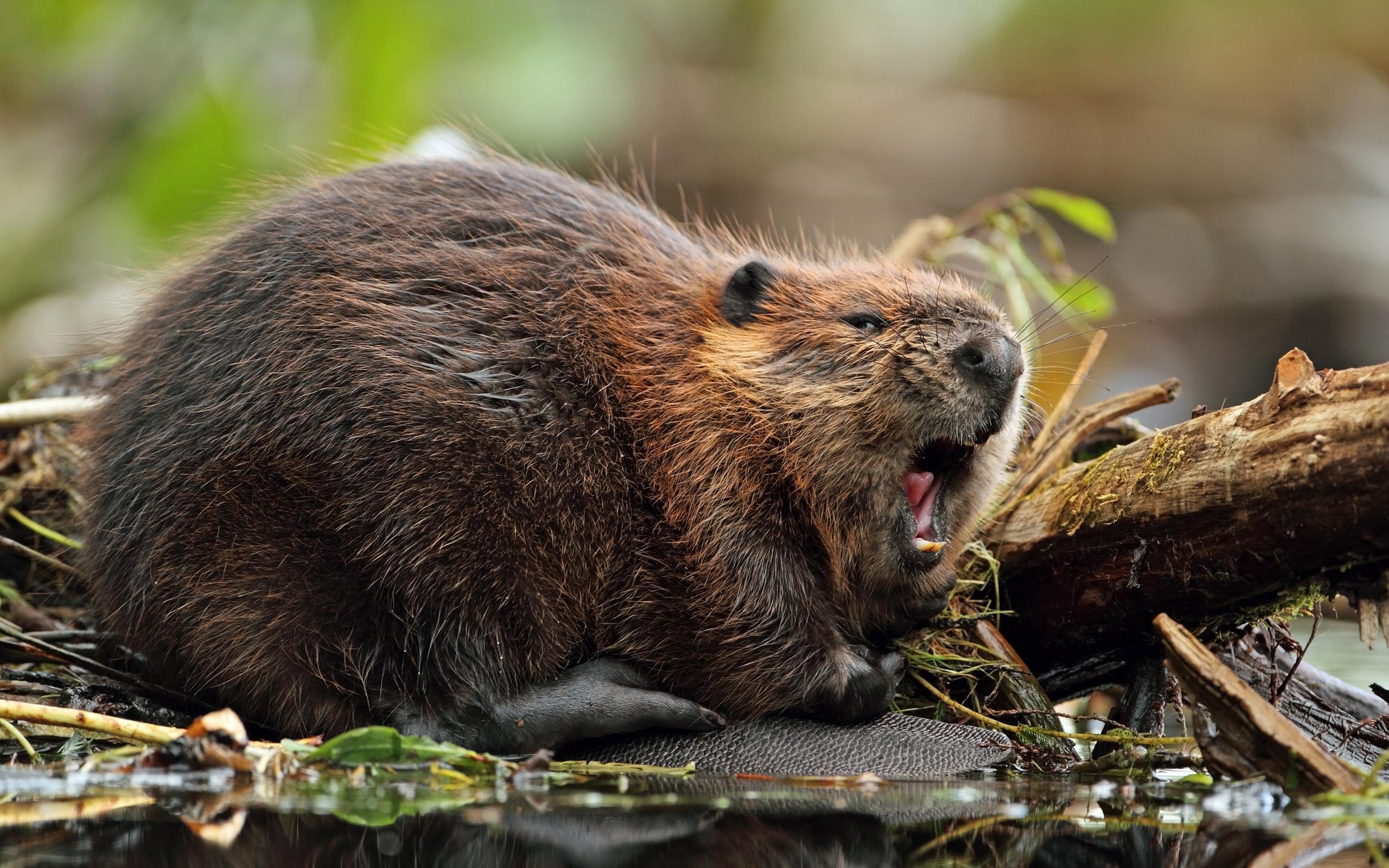 10 Beaver HD Wallpapers