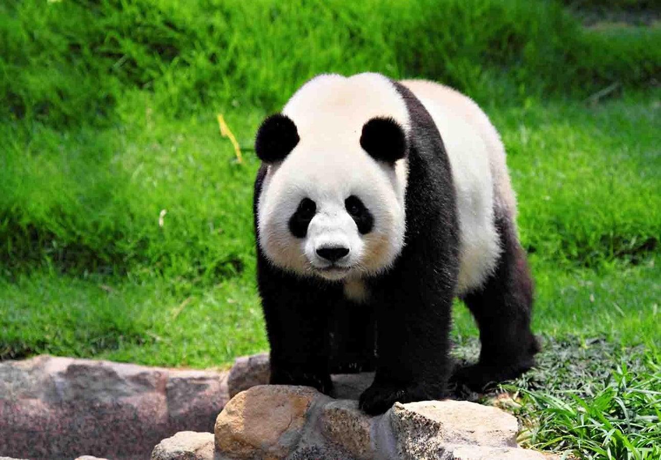 99+] Giant Panda Wallpapers