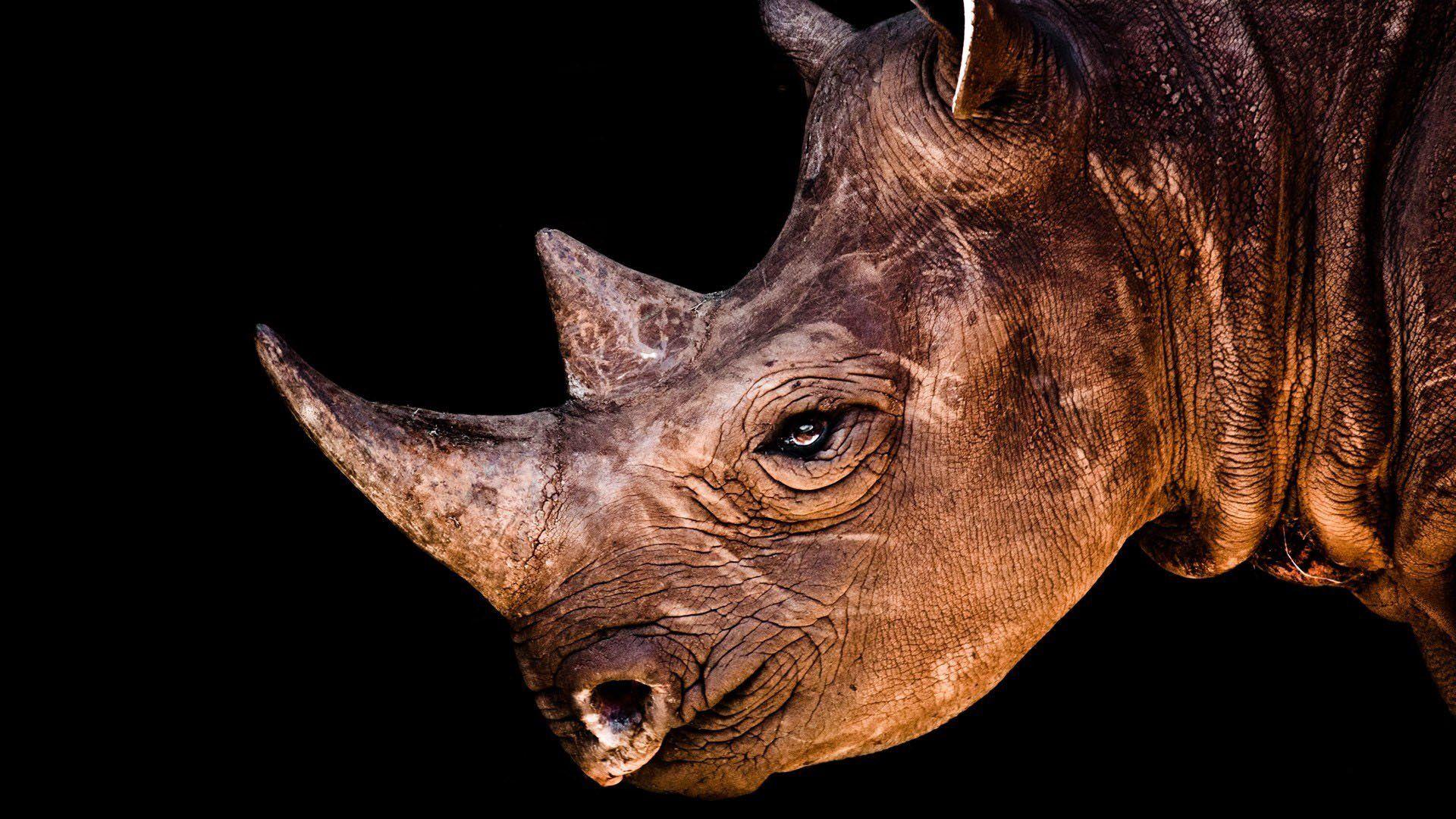 102 Rhino HD Wallpapers