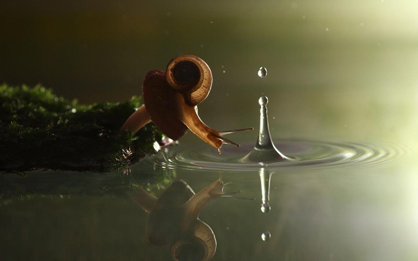 Top 73 Snail Wallpapers