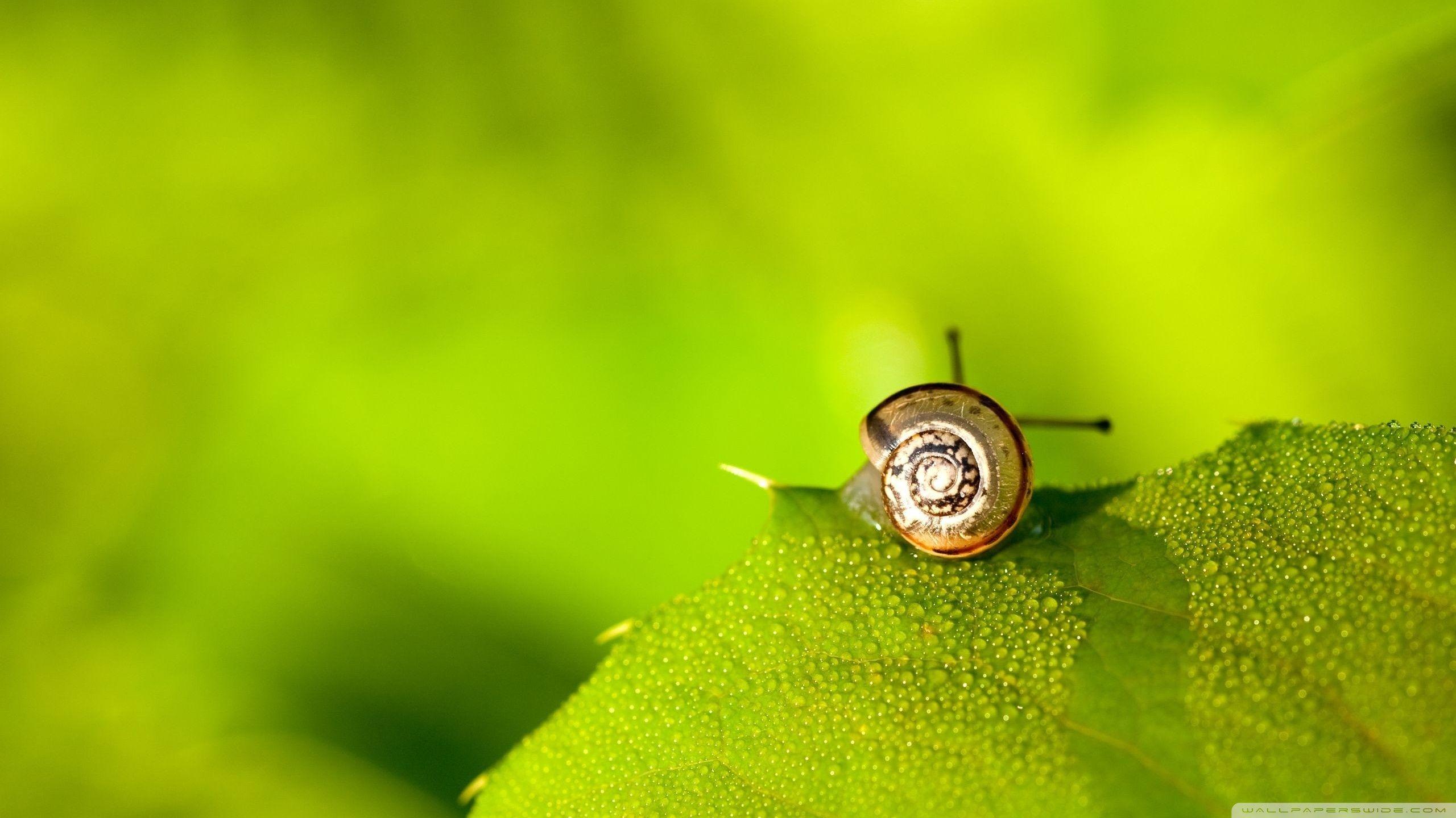 Snail On Leaf ❤ 4K HD Desktop Wallpapers for 4K Ultra HD TV • Dual