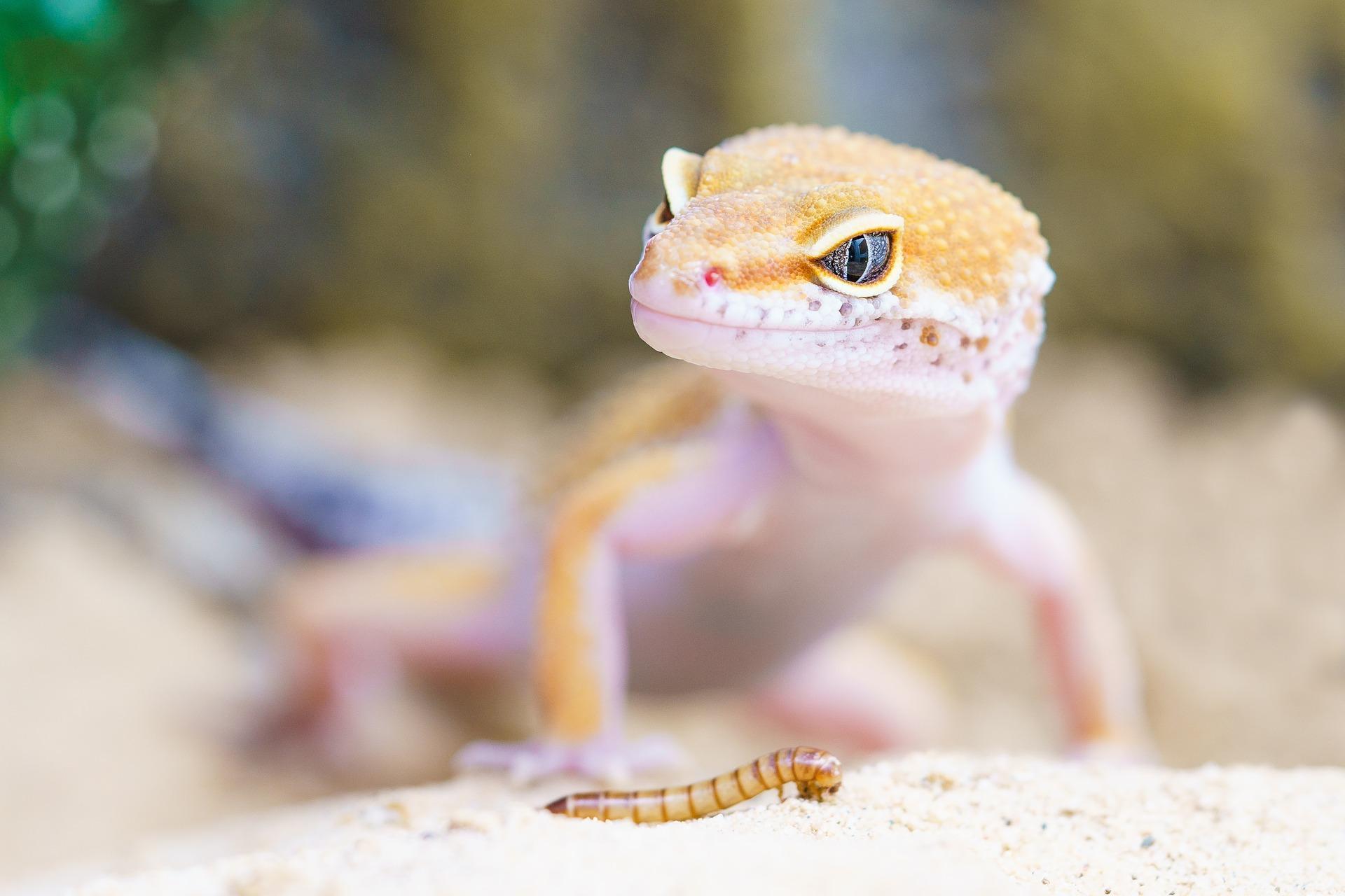 Gecko Wallpapers HD for Android