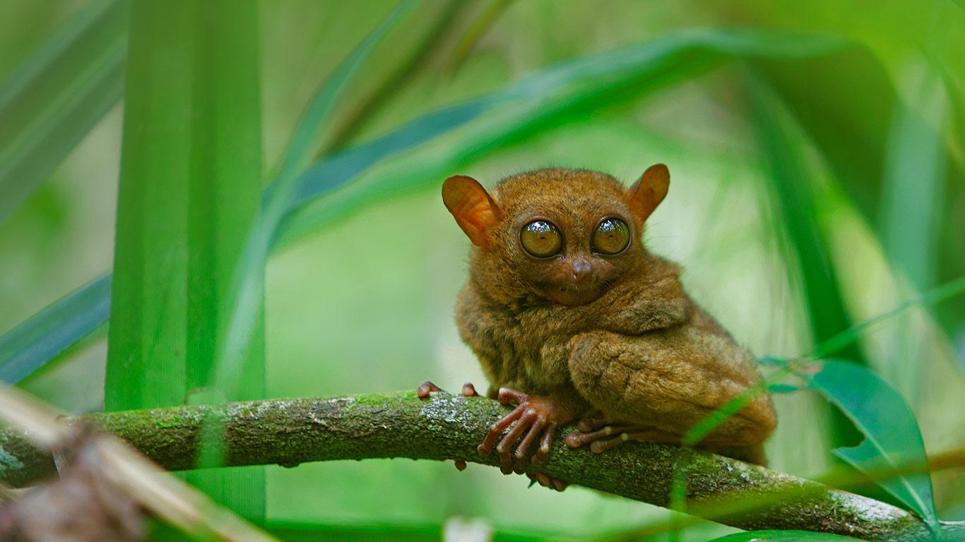 A tarsier at rest, Bohol Island, Philippines