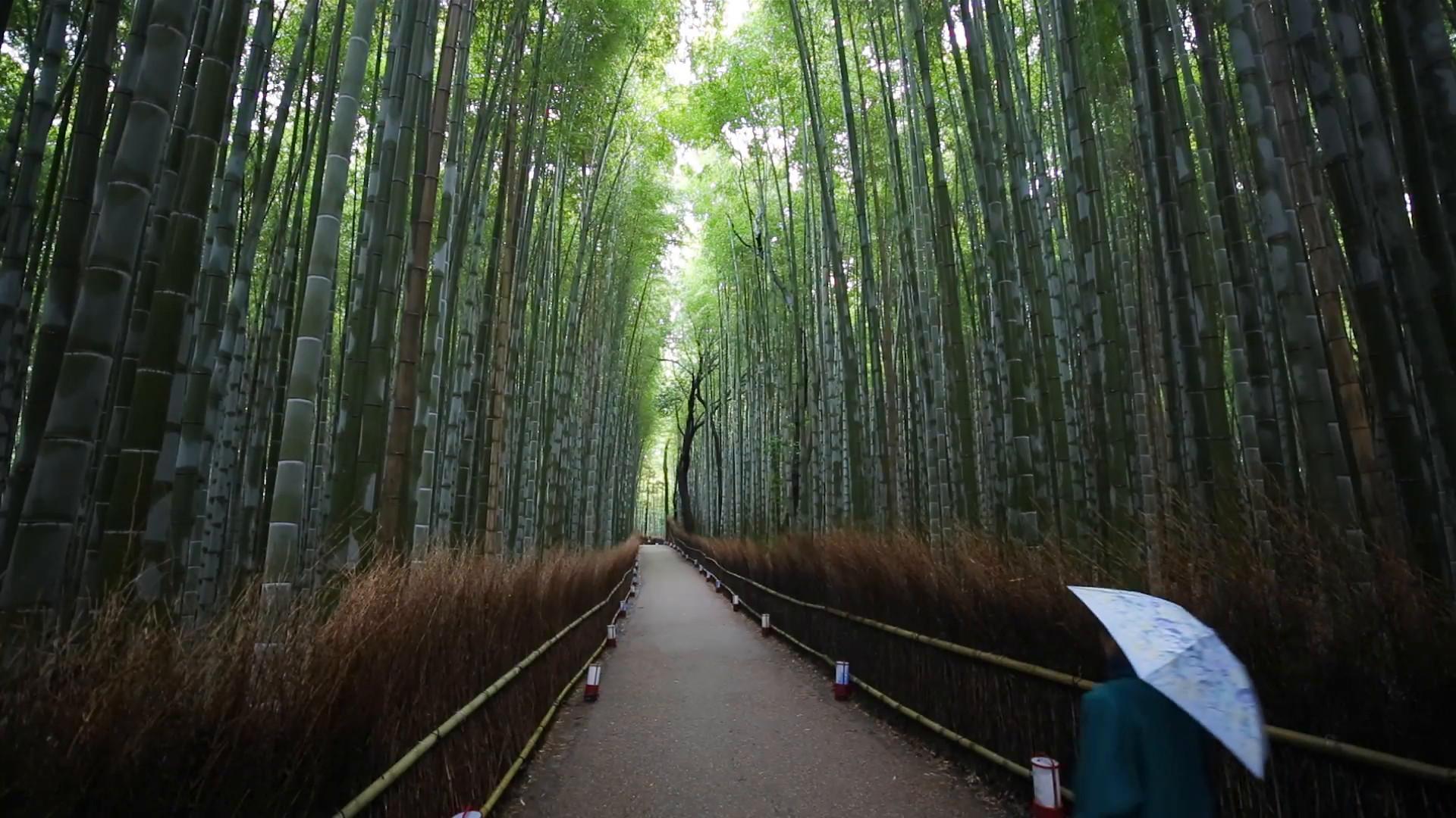 Bamboo Forest Japan Computer Wallpapers