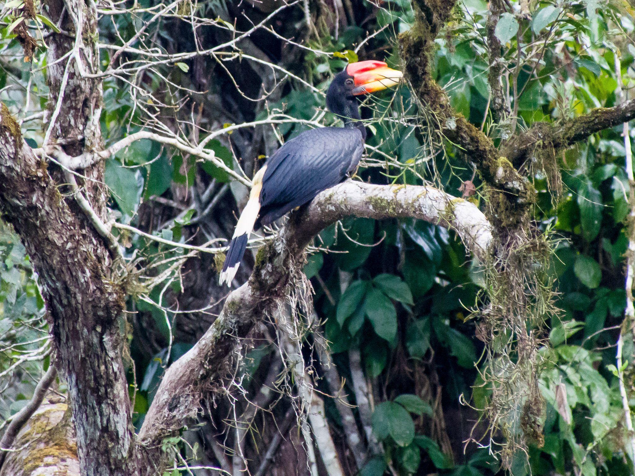 File:Juvenile Rhinoceros Hornbill