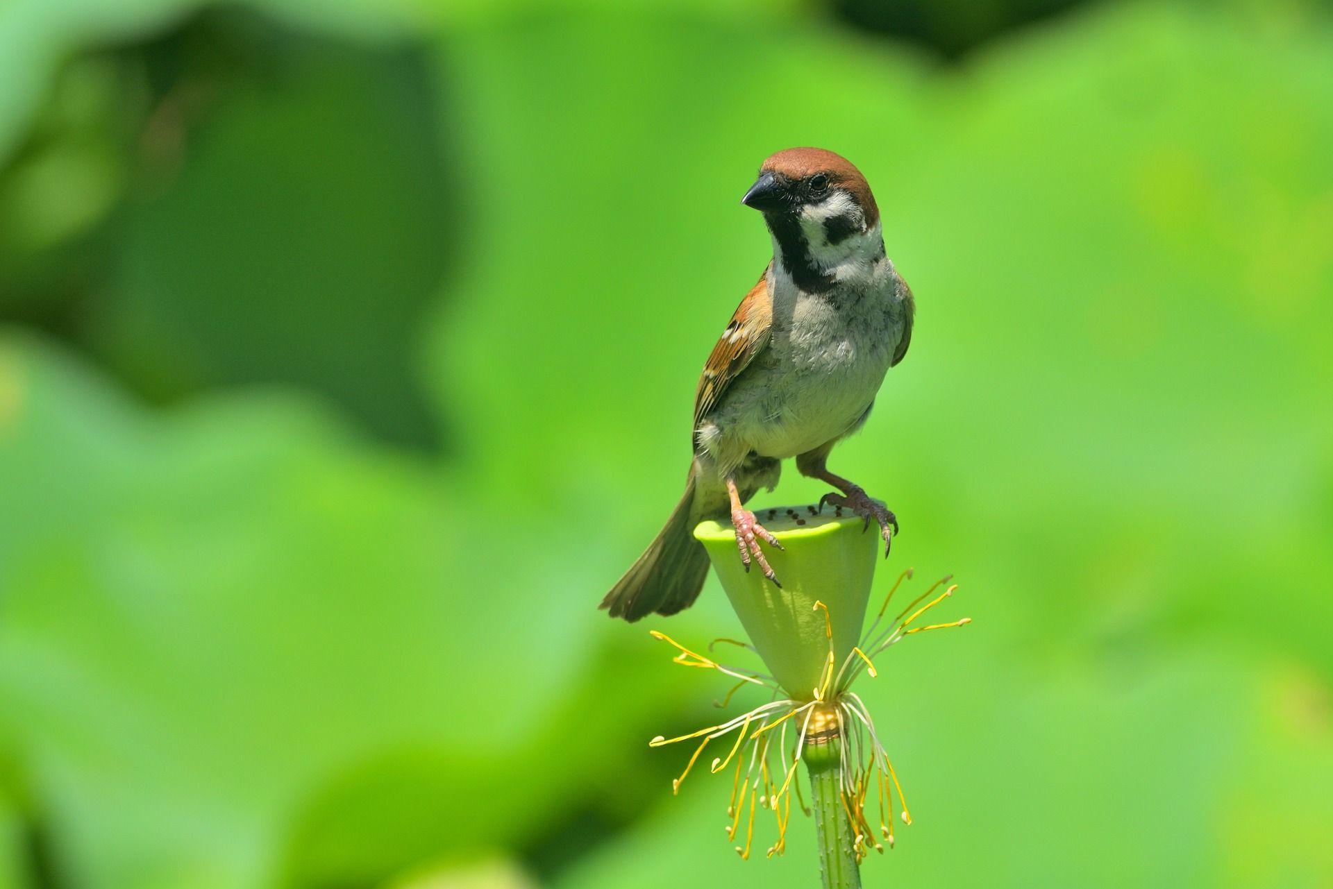 Sparrow Wallpapers Only Free Download HD Desktop Image