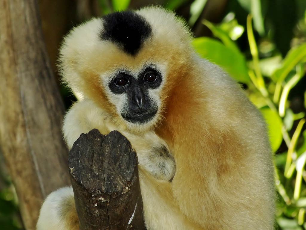 Gibbon Wallpapers and backgrounds