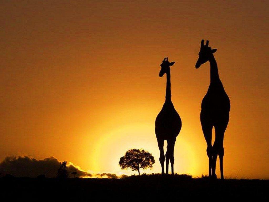 Africa Wallpaper, wallpaper, Africa Wallpapers hd wallpapers