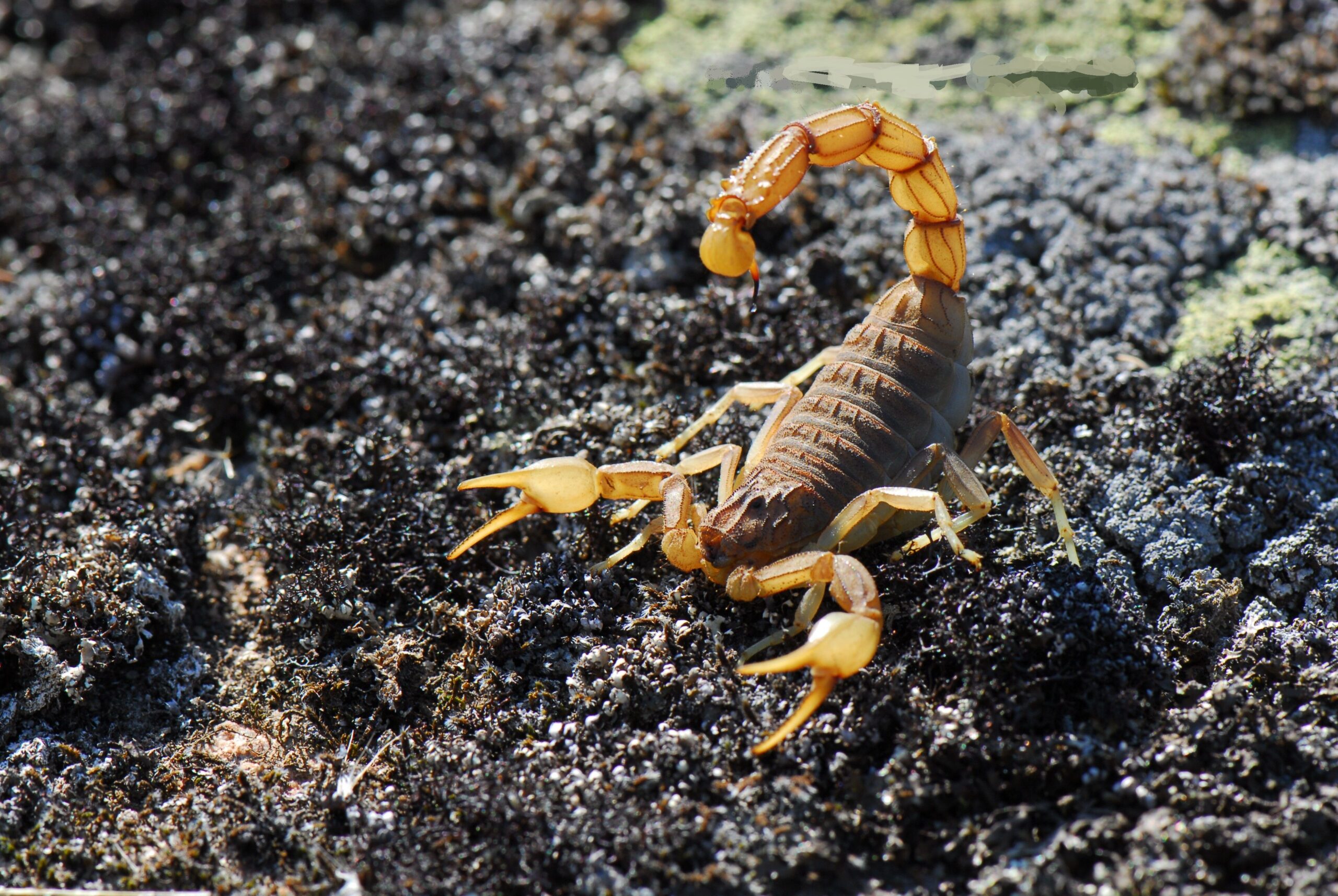 19 Scorpion HD Wallpapers