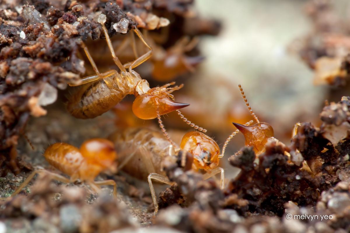 Best 55+ Termite Wallpapers on HipWallpapers