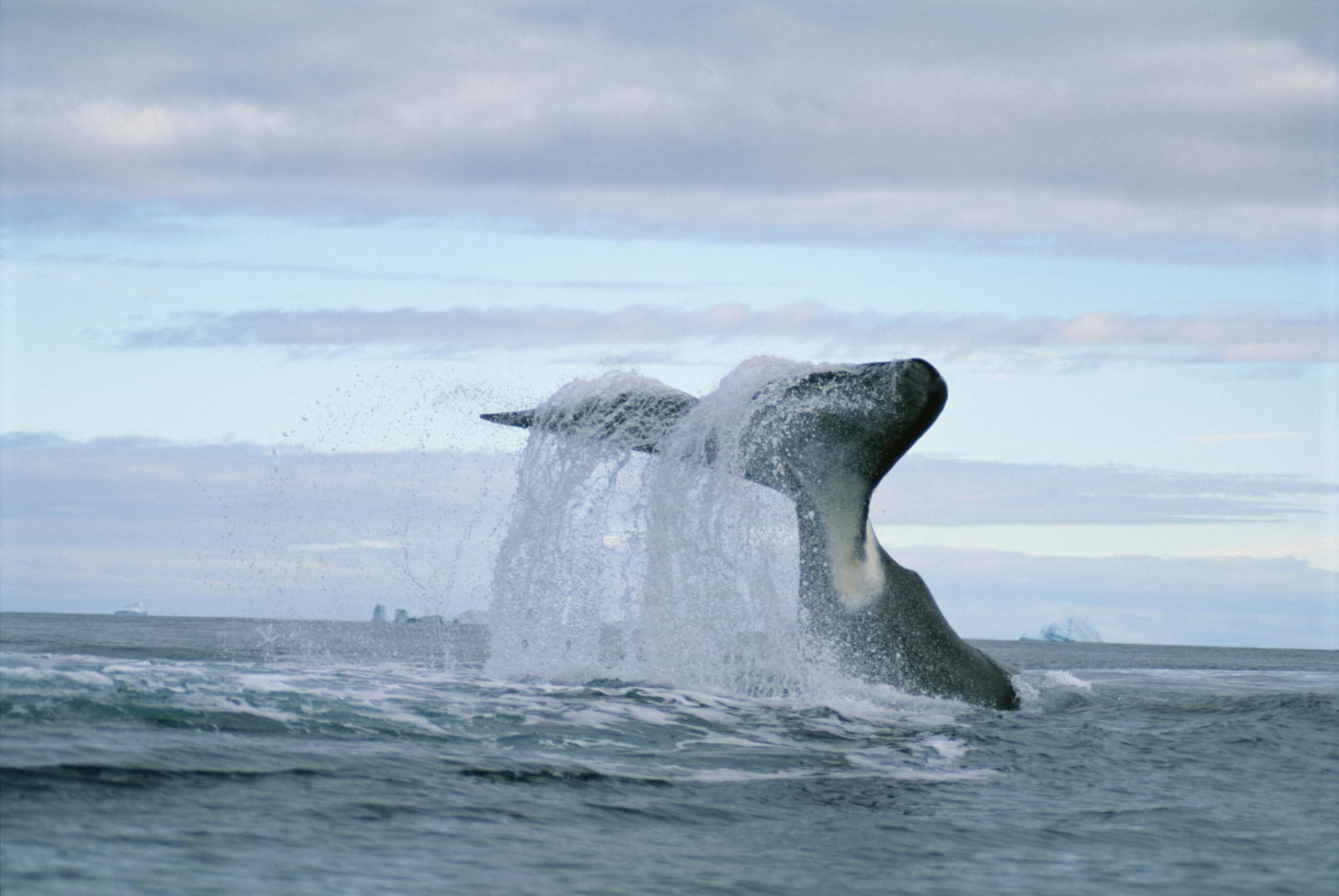 Bowhead Whale