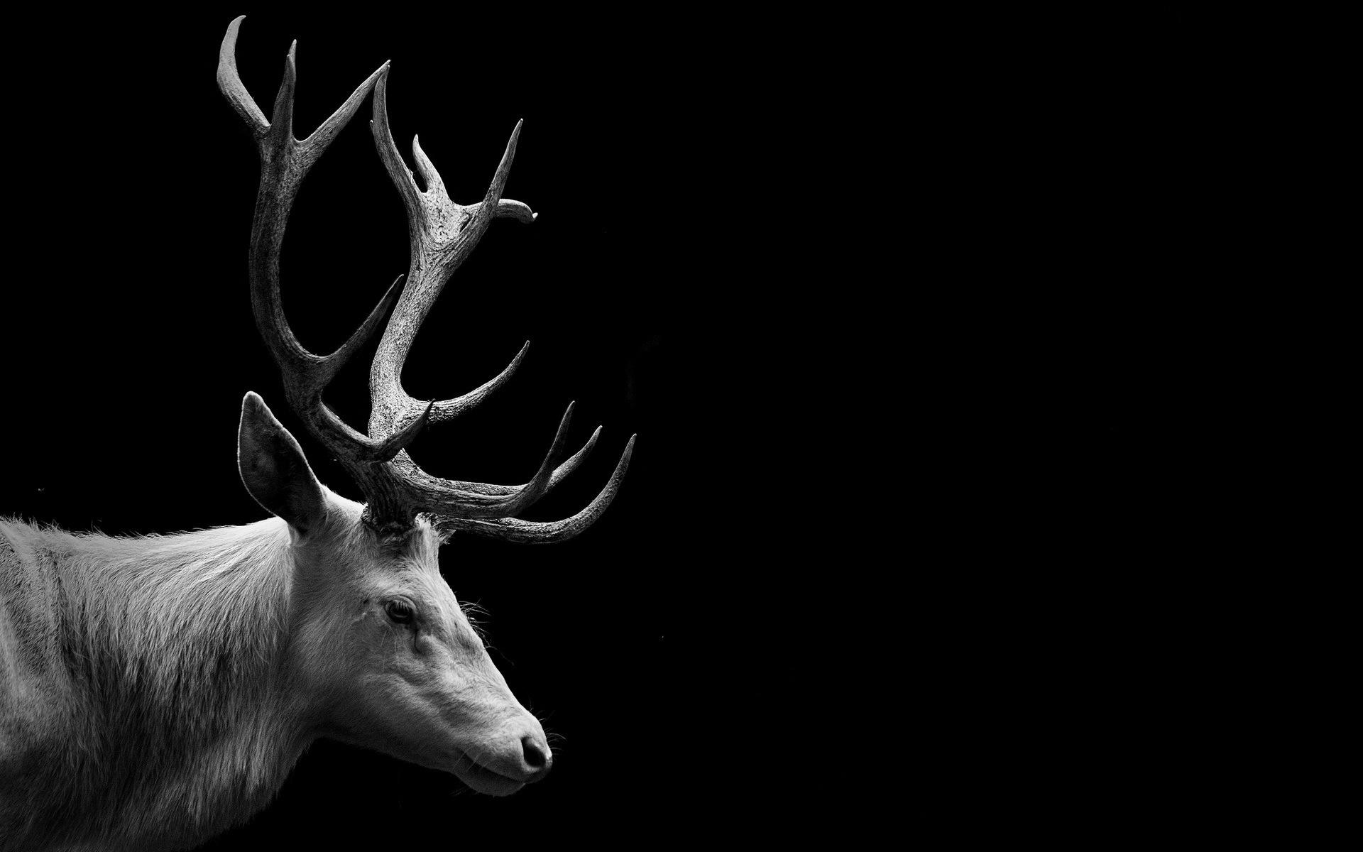 deer animal wallpapers hd 32379