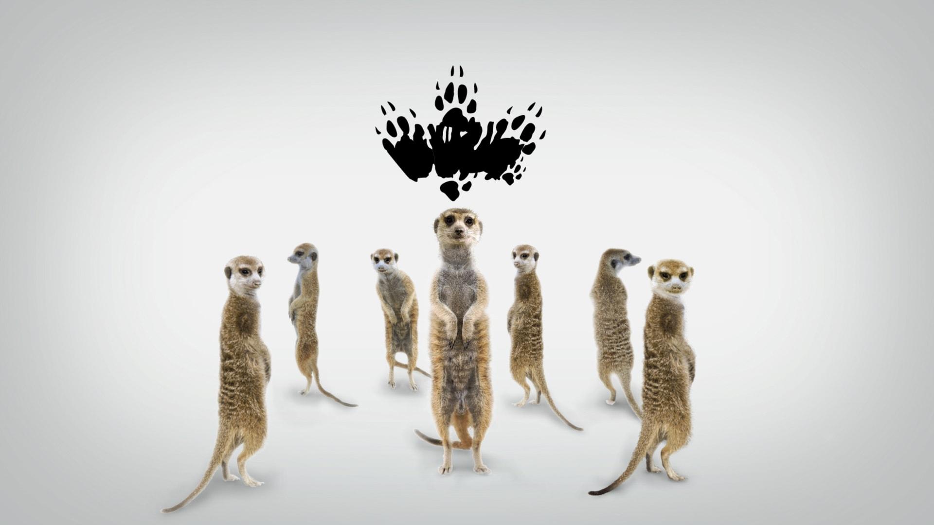 Meerkat HD Wallpapers