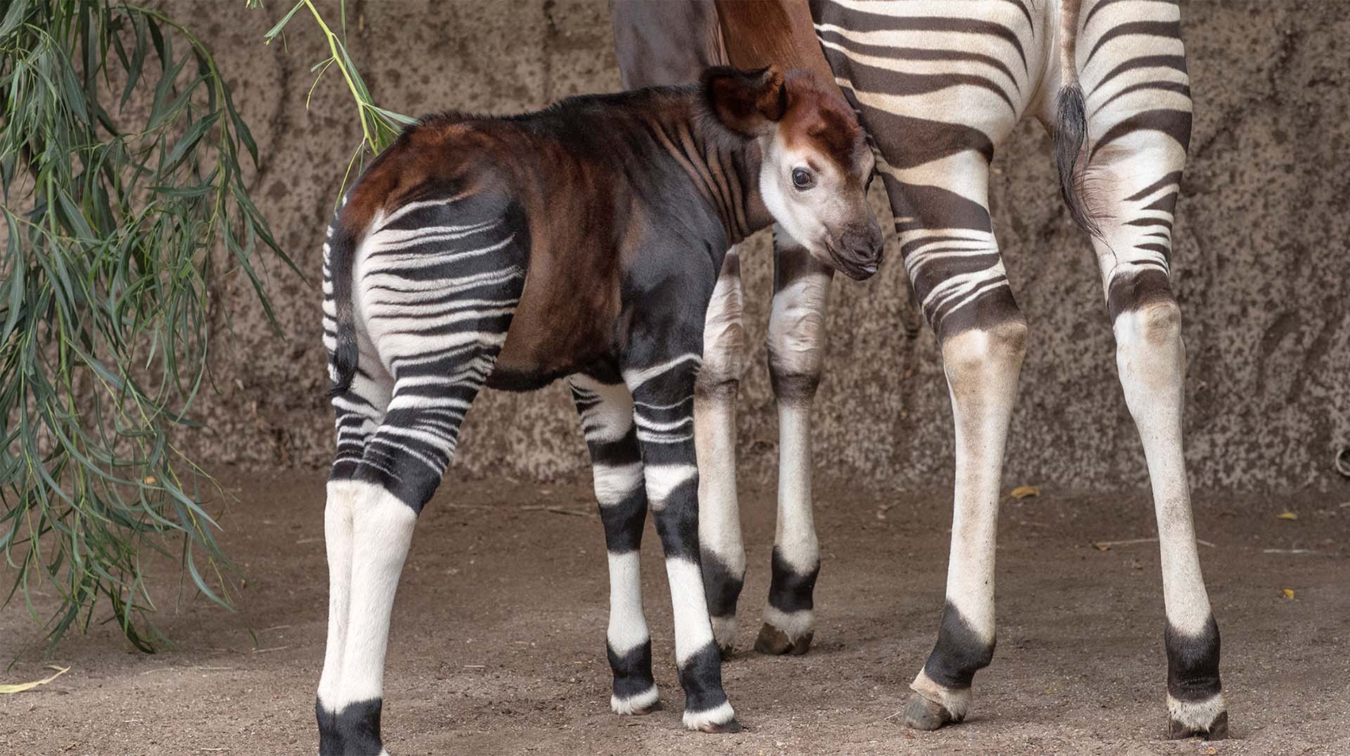 Okapi